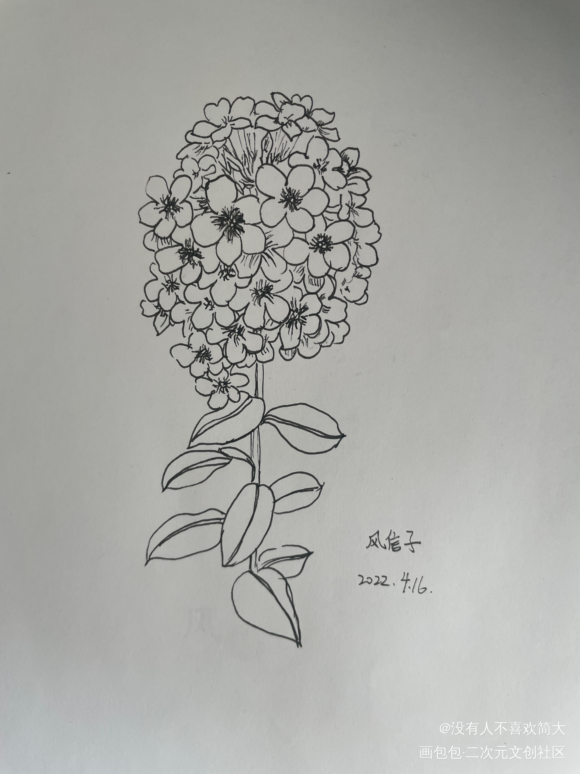 风信子_手绘绘画作品