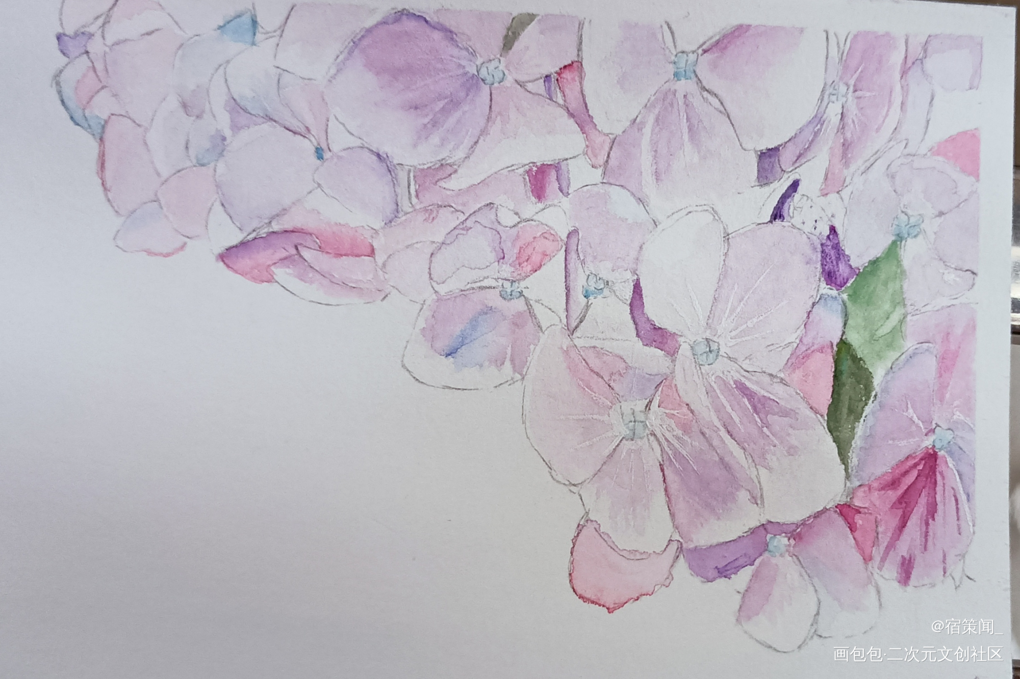 紫藤_水彩绘画作品