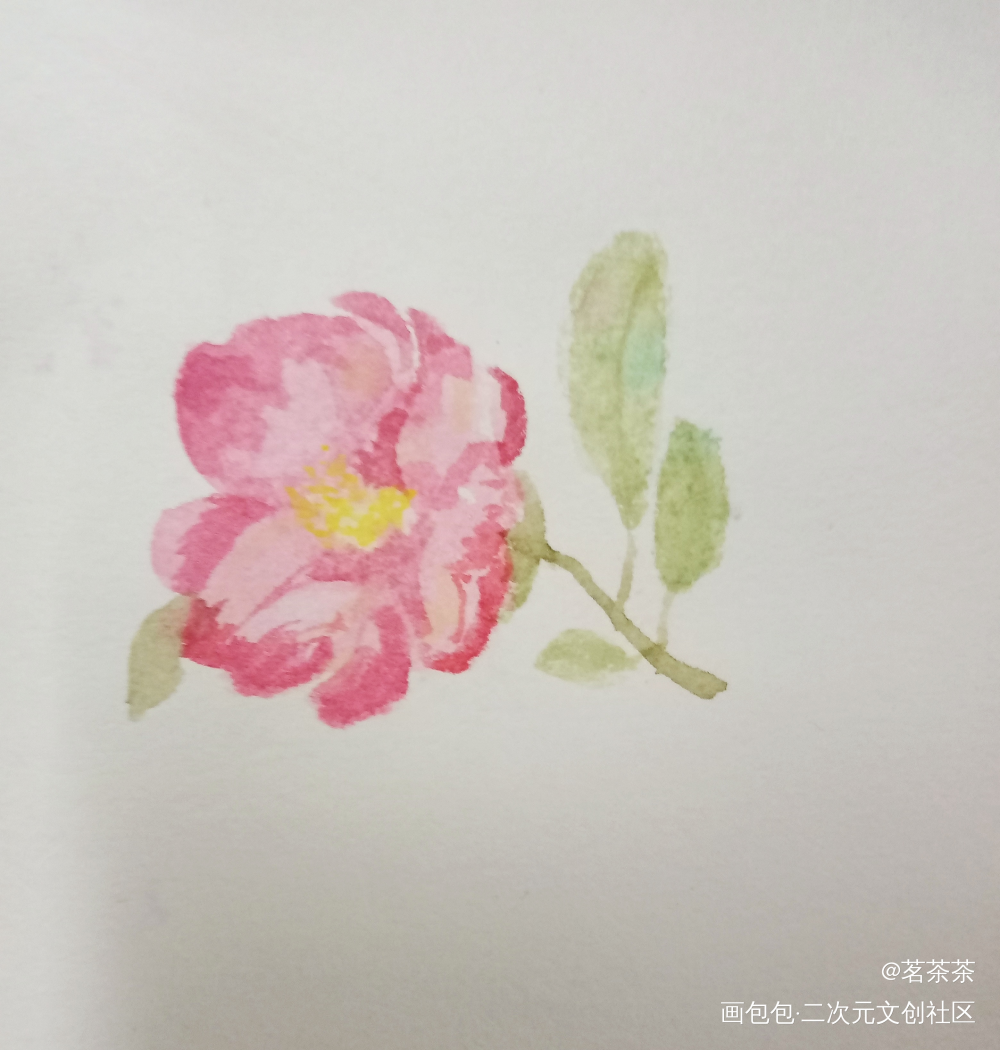 山茶花_手绘水彩绘画作品