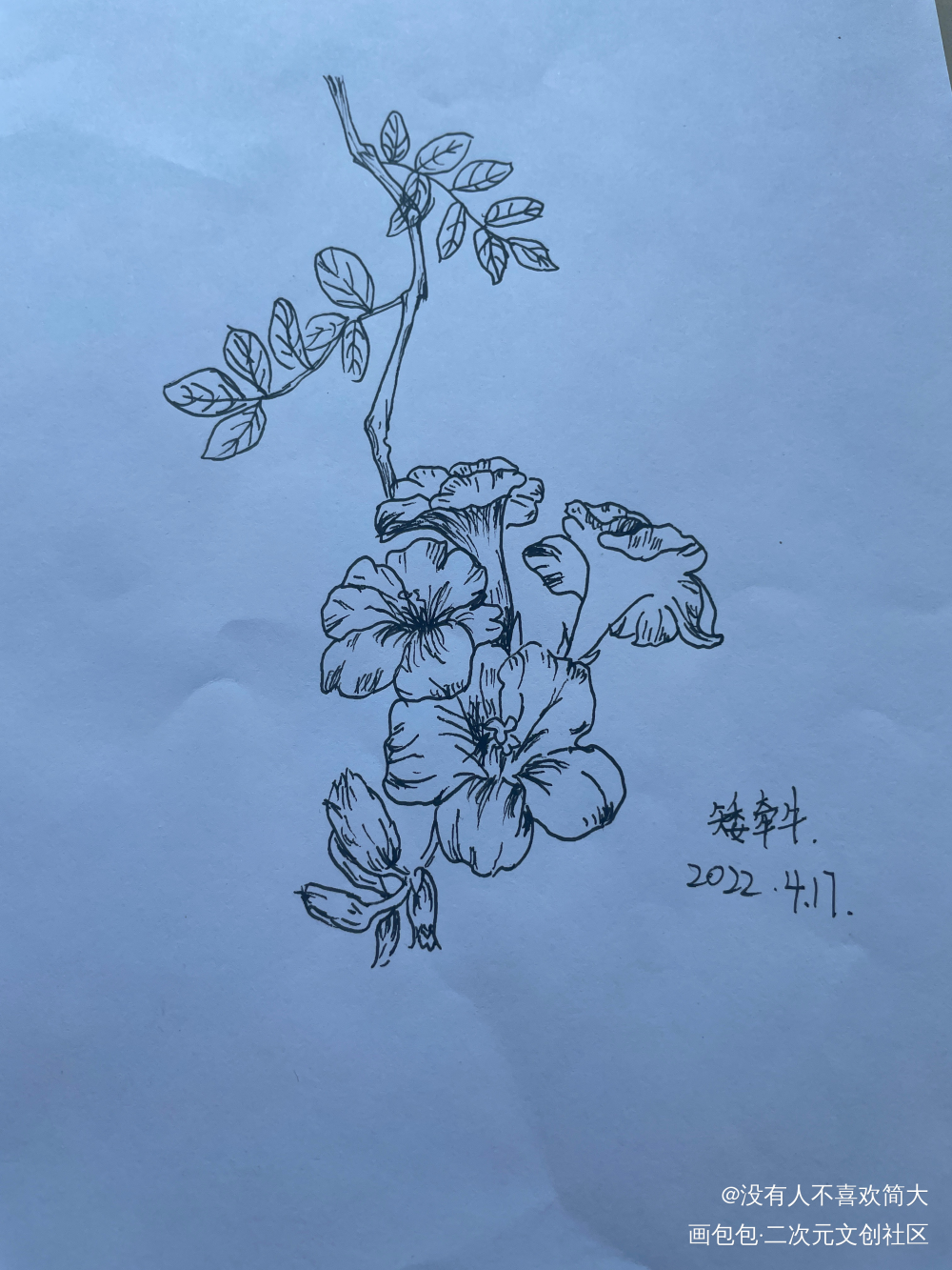 牵牛_手绘绘画作品