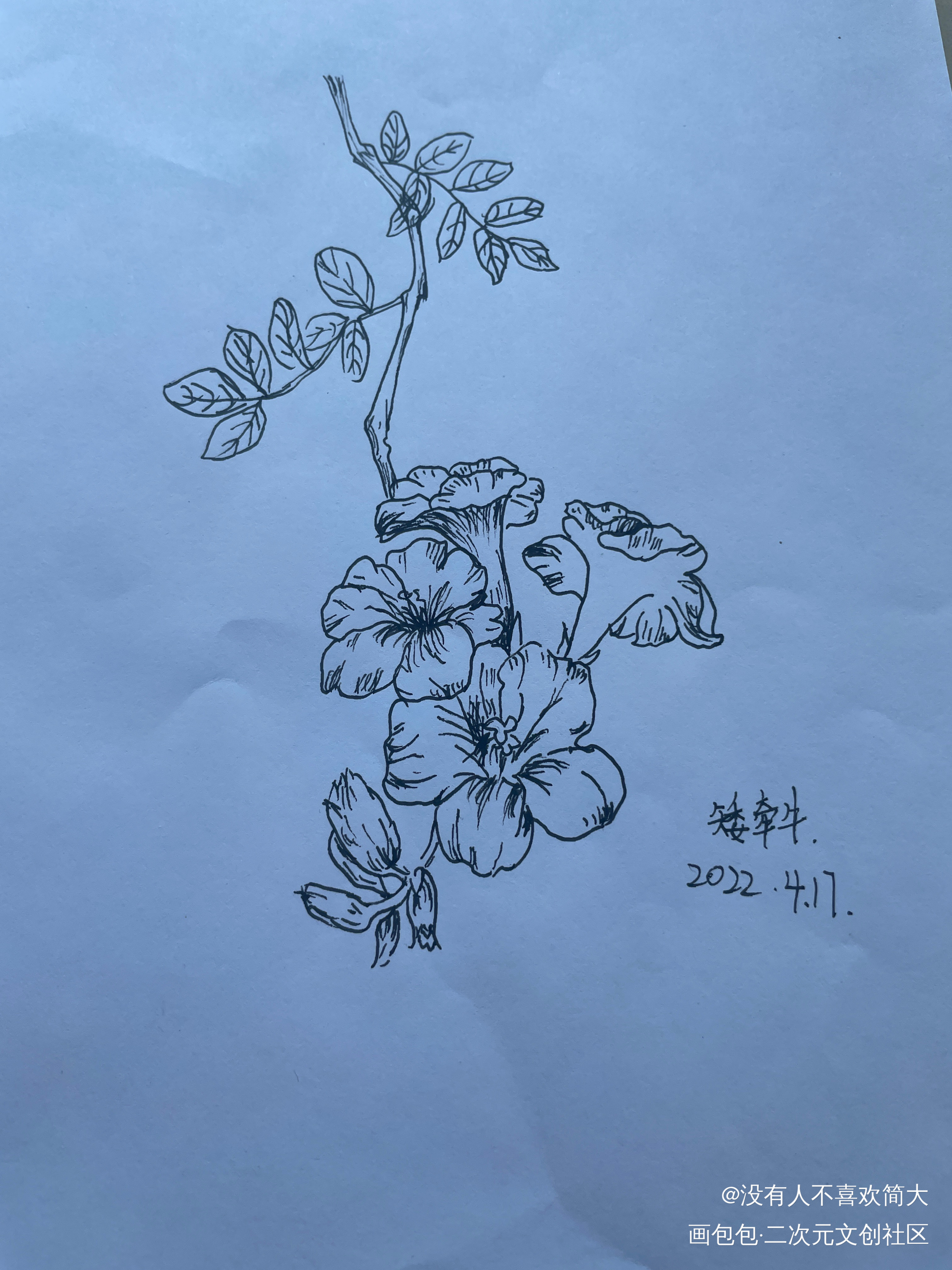牵牛_手绘绘画作品