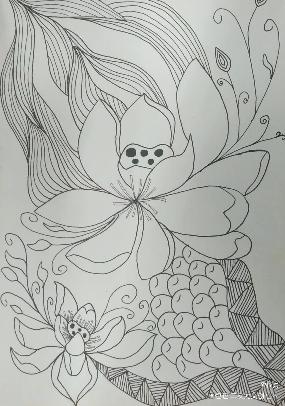 荷花_手绘绘画作品