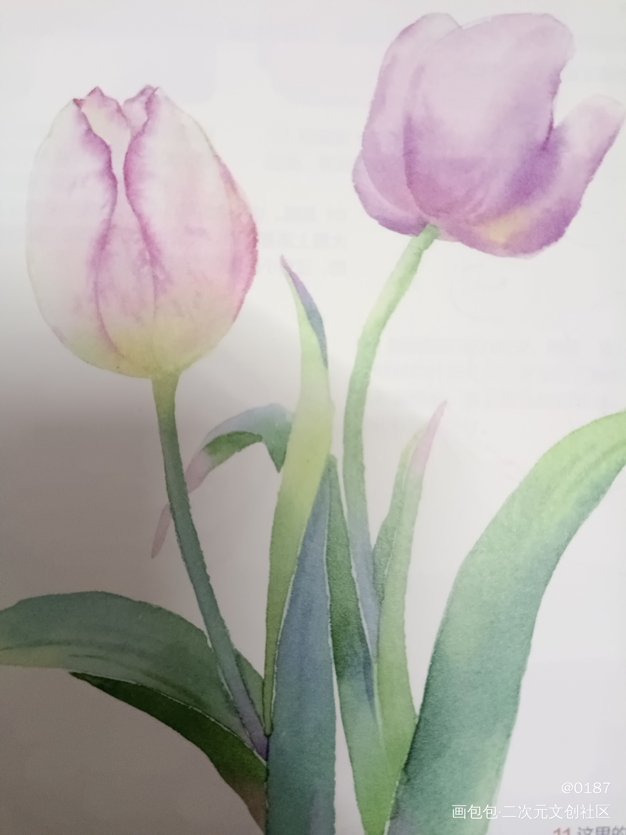 郁金香_手绘水彩绘画作品