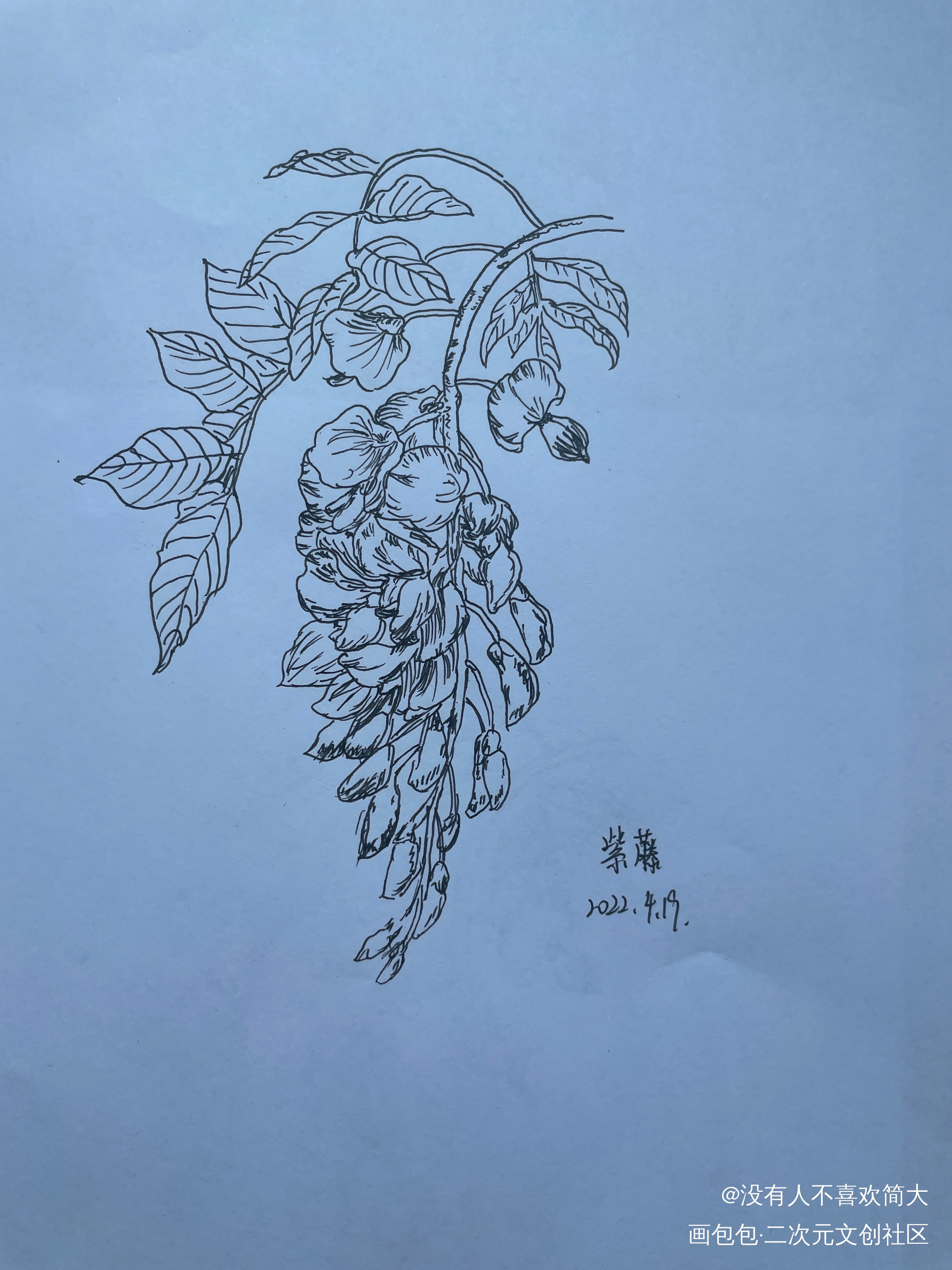 紫藤_手绘绘画作品