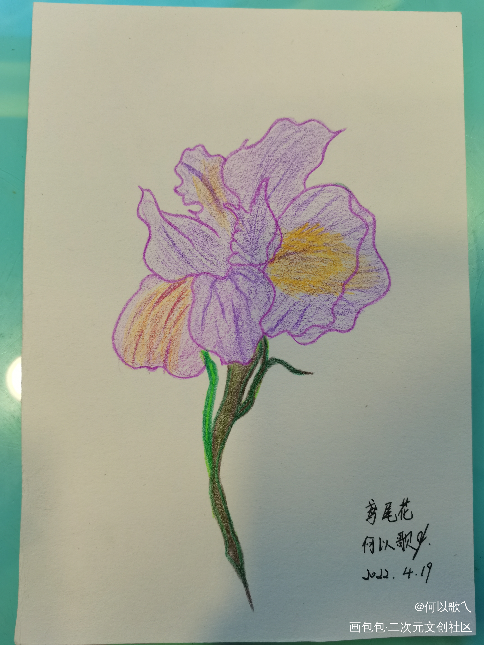 【Day 12】鸢尾花_铅笔摸鱼页手绘绘画作品