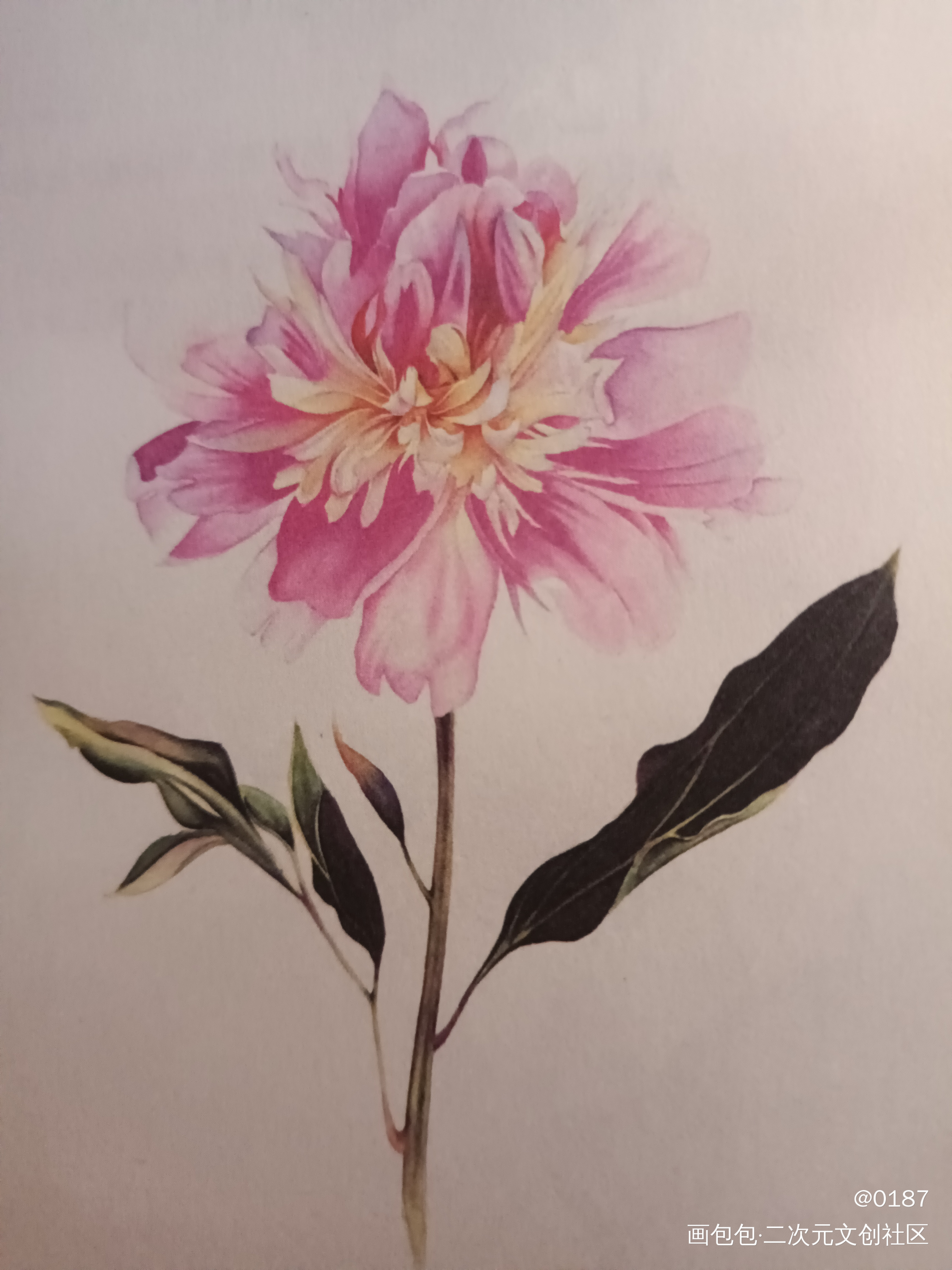 _手绘水彩绘画作品