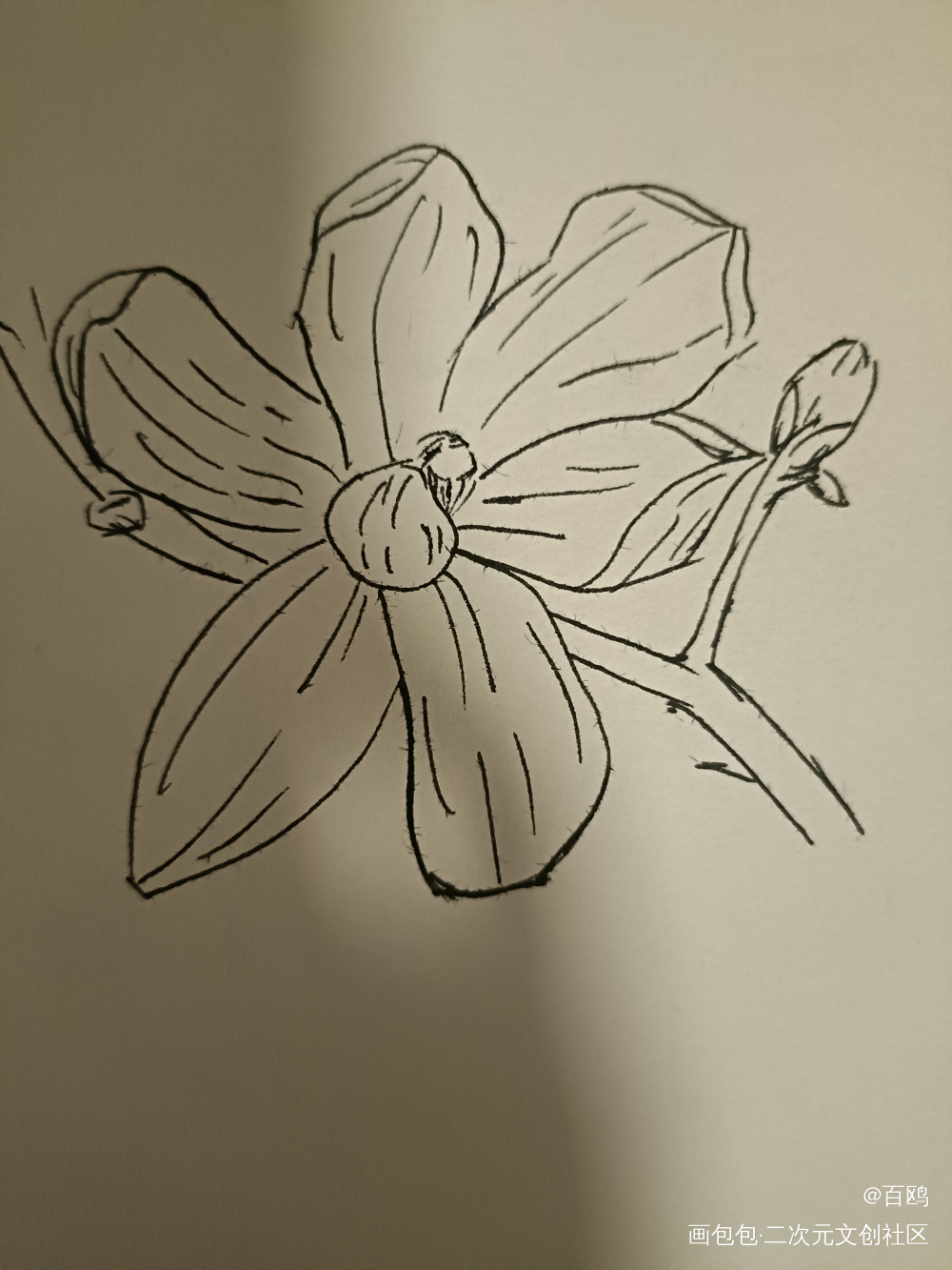 花_唤醒春日主题打卡绘画作品