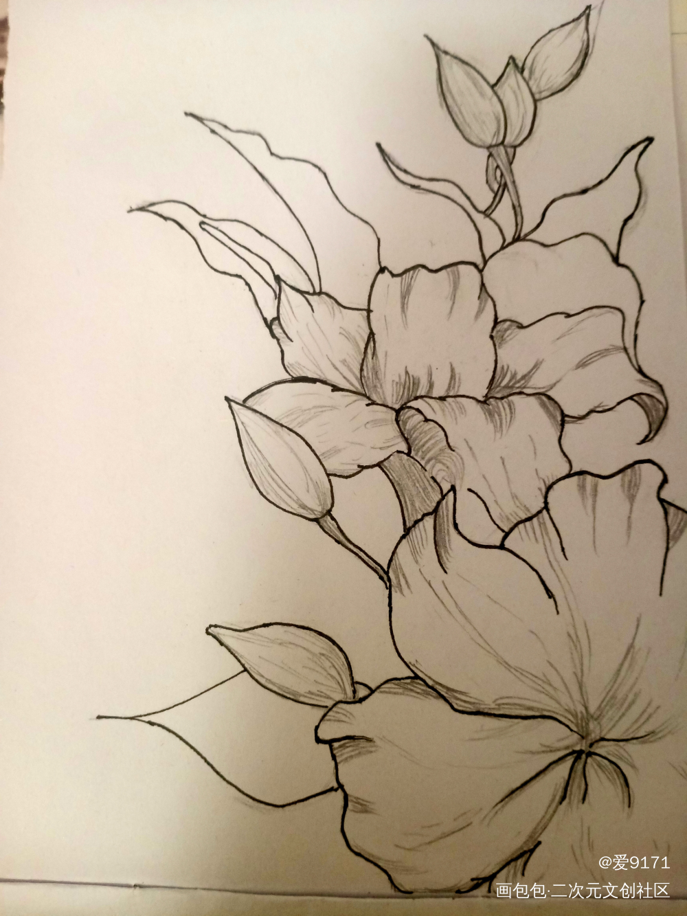 花_手绘绘画作品