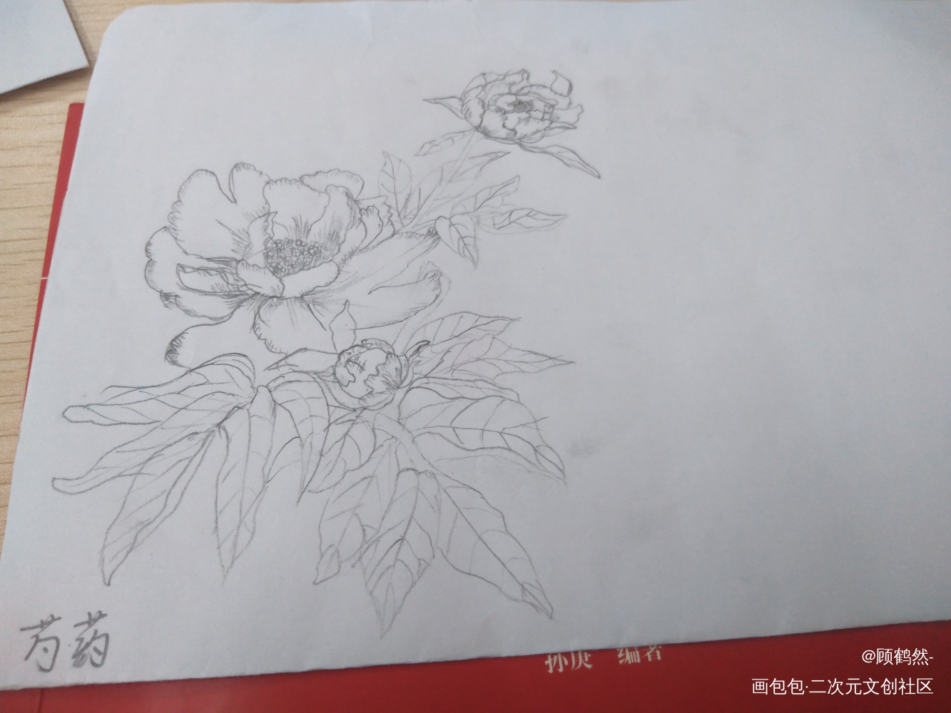 芍药_铅笔摸鱼页绘画作品