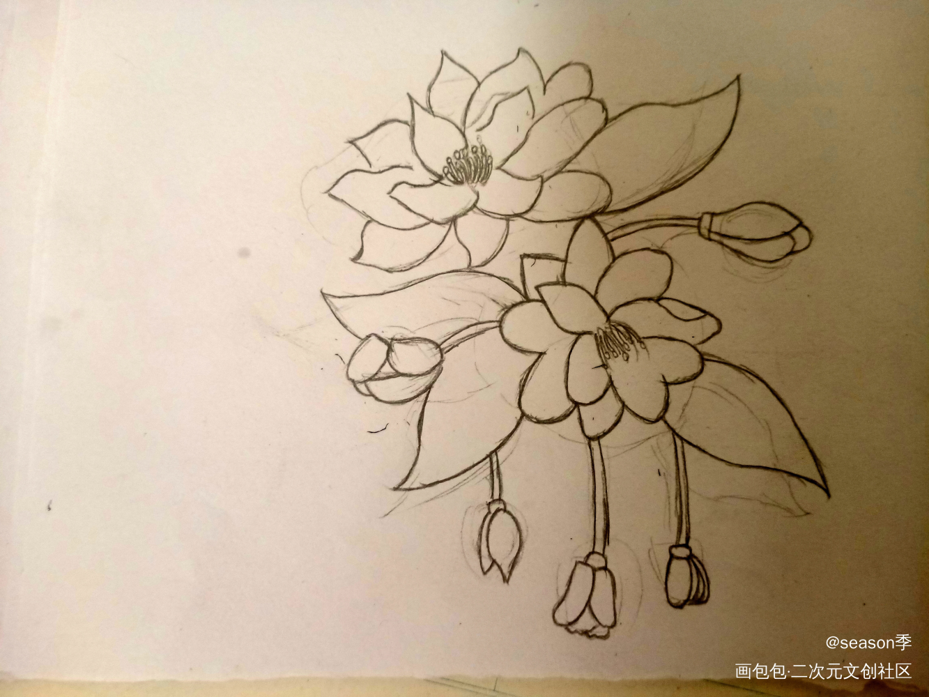 花_手绘绘画作品