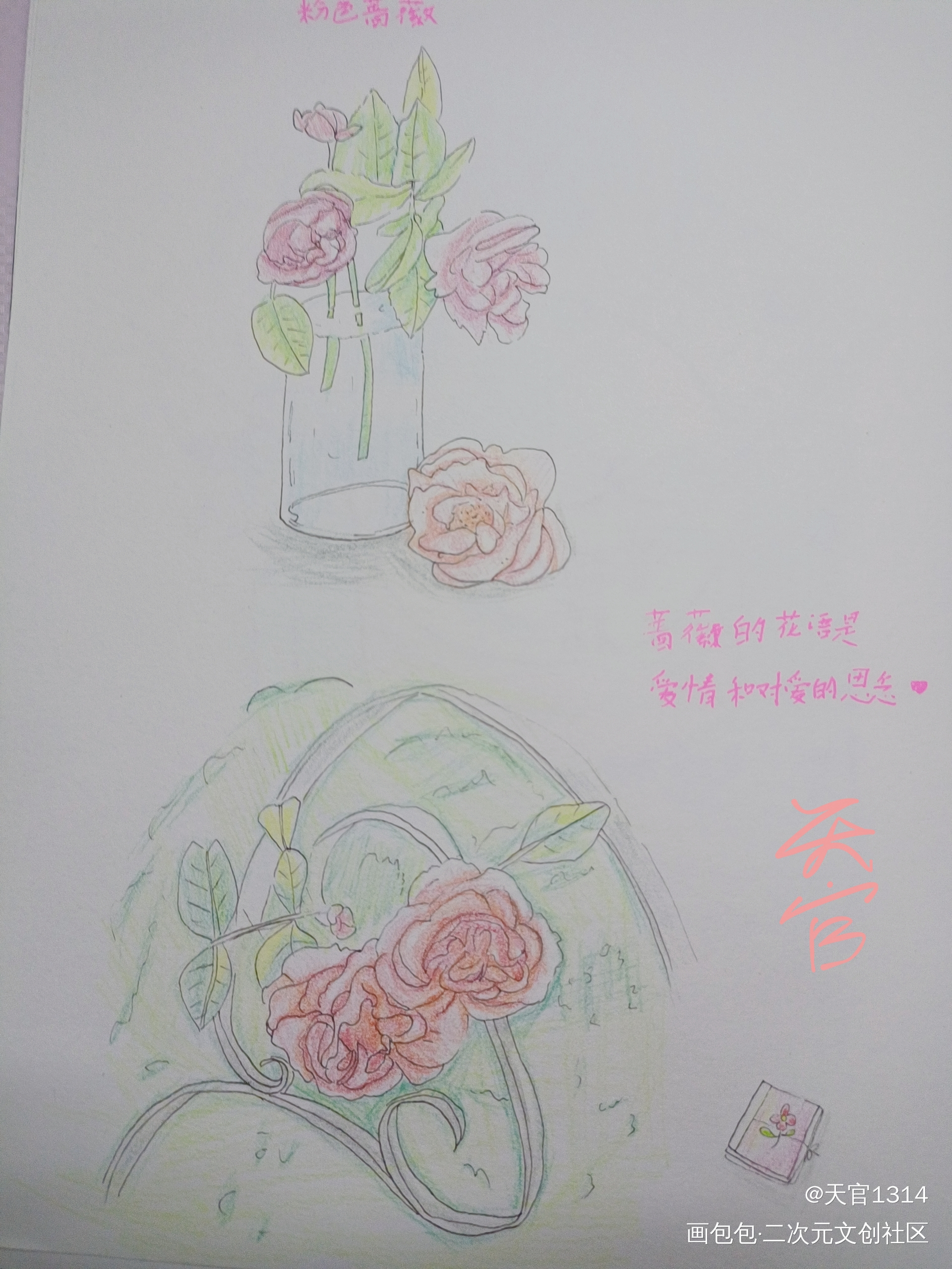 粉色蔷薇花_彩铅绘画作品