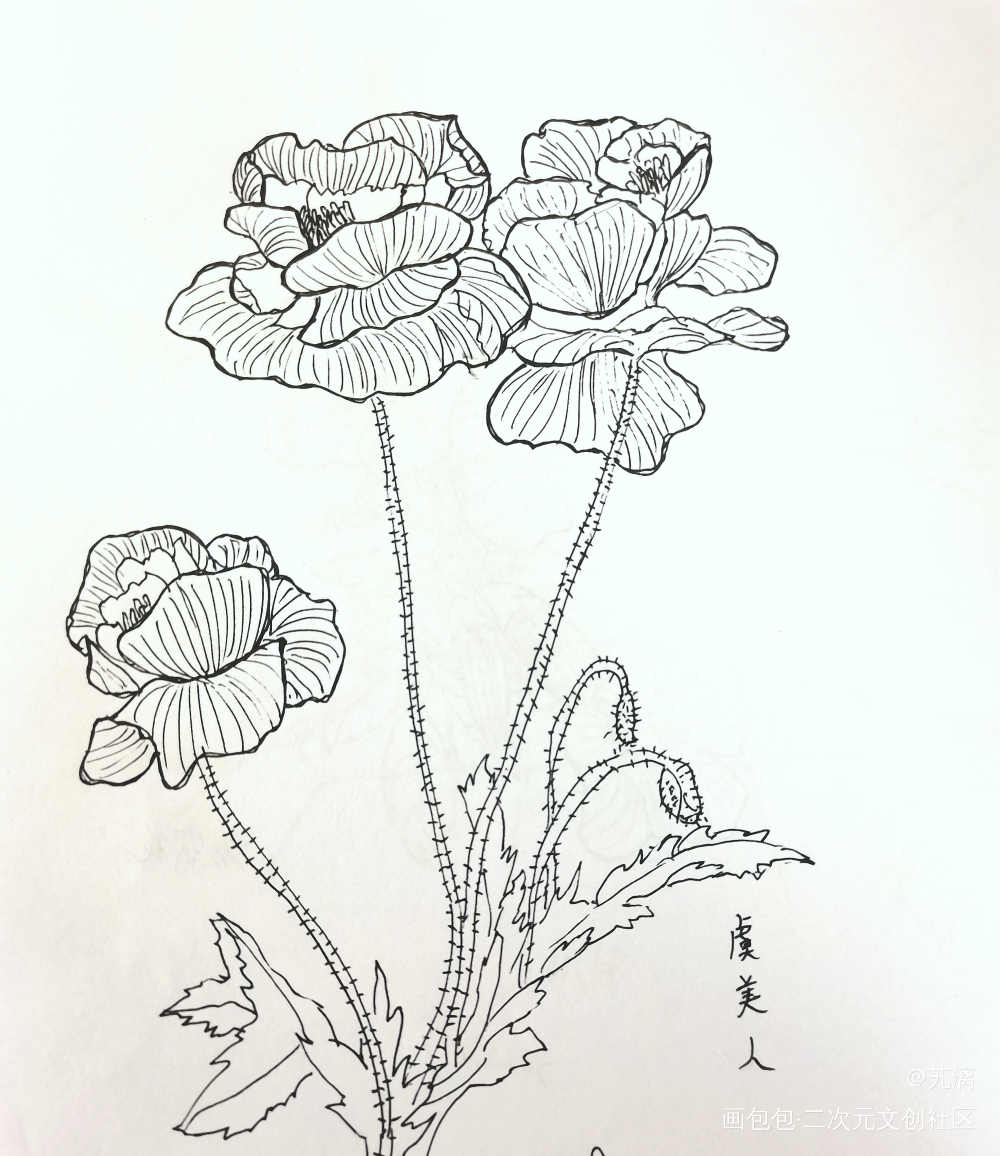虞美人_手绘临摹绘画作品