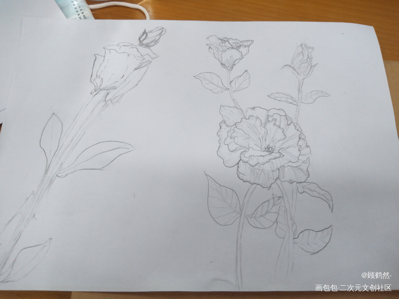 洋桔梗_铅笔摸鱼页绘画作品