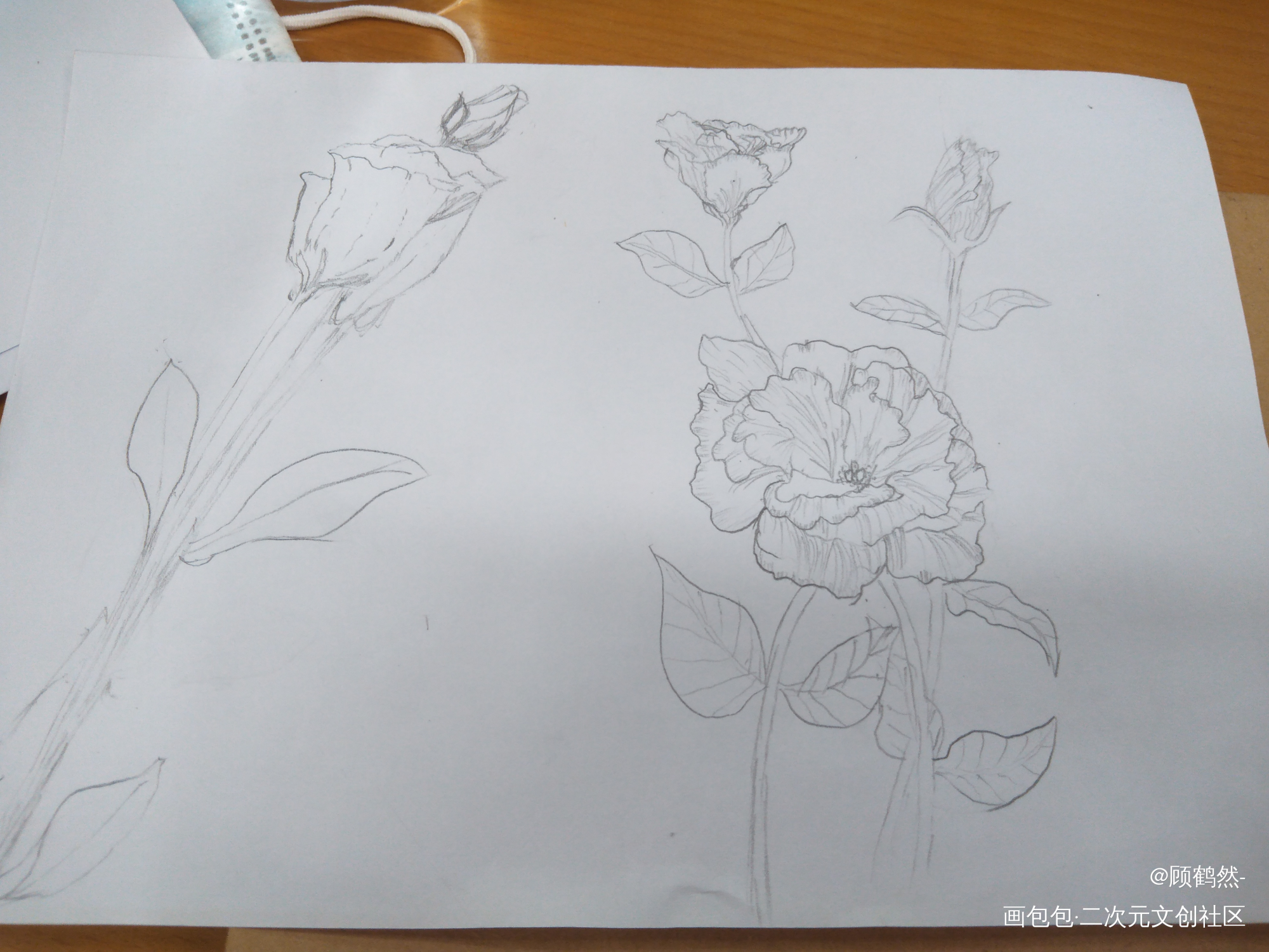 洋桔梗_铅笔摸鱼页绘画作品