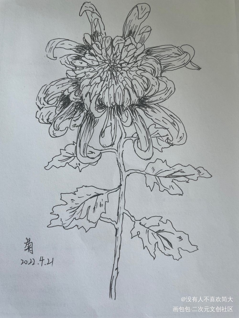 菊_手绘绘画作品