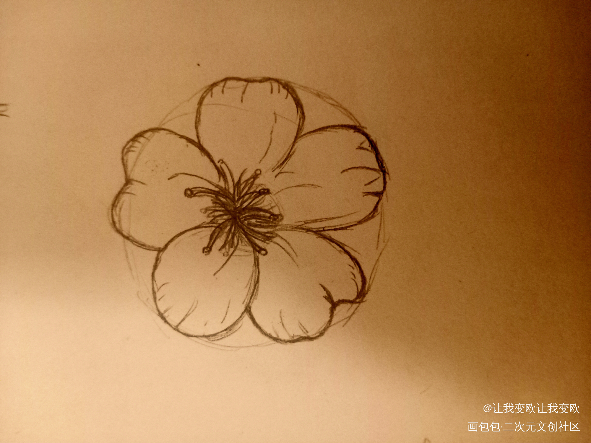 花_手绘绘画作品
