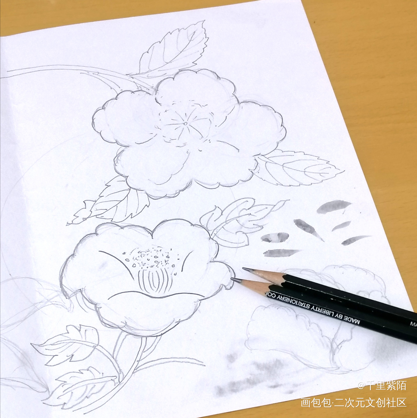 花卉_铅笔手绘绘画作品