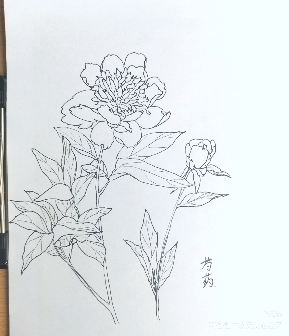 芍药_手绘临摹绘画作品