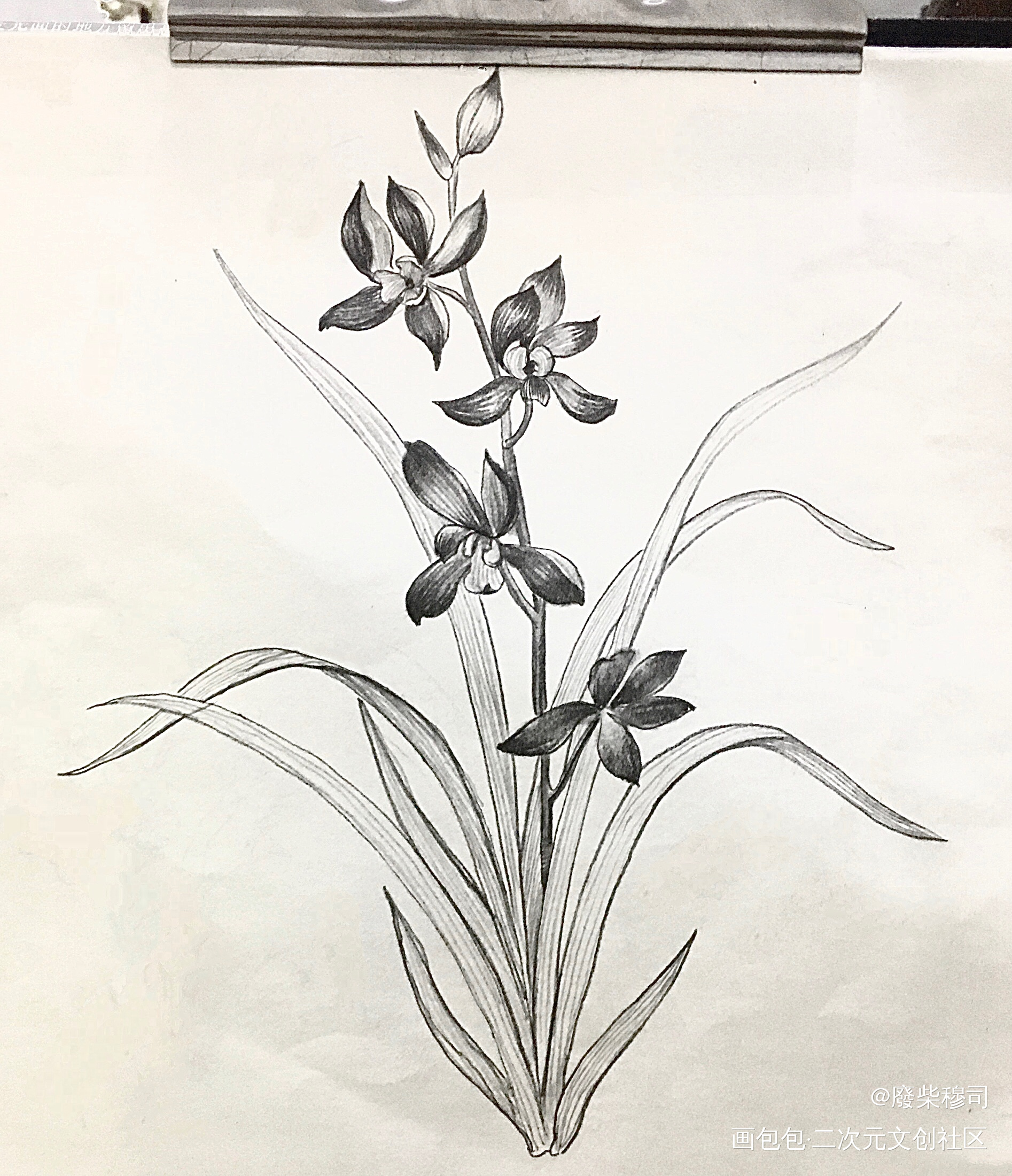兰花草_手绘绘画作品