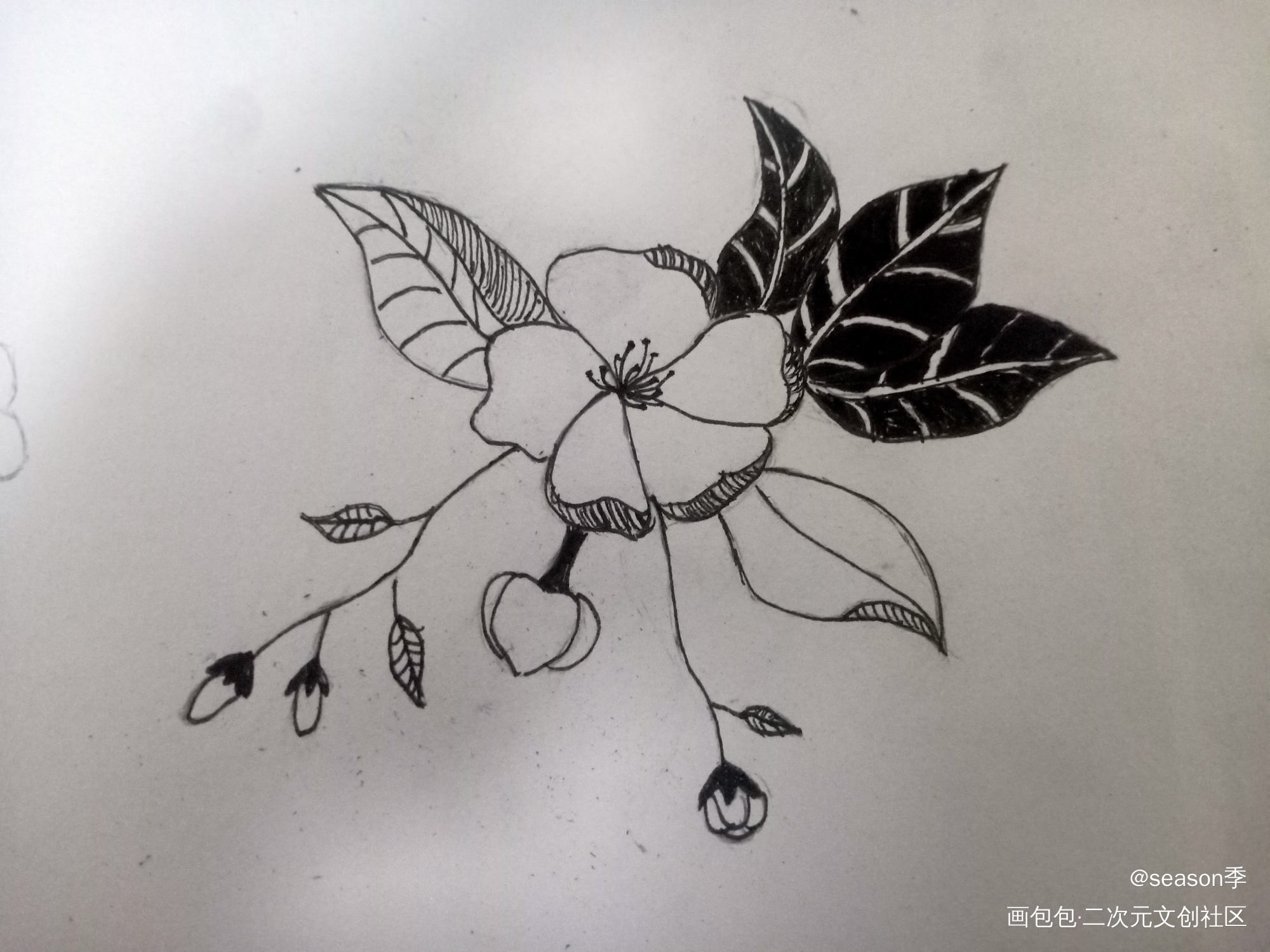 花_手绘绘画作品