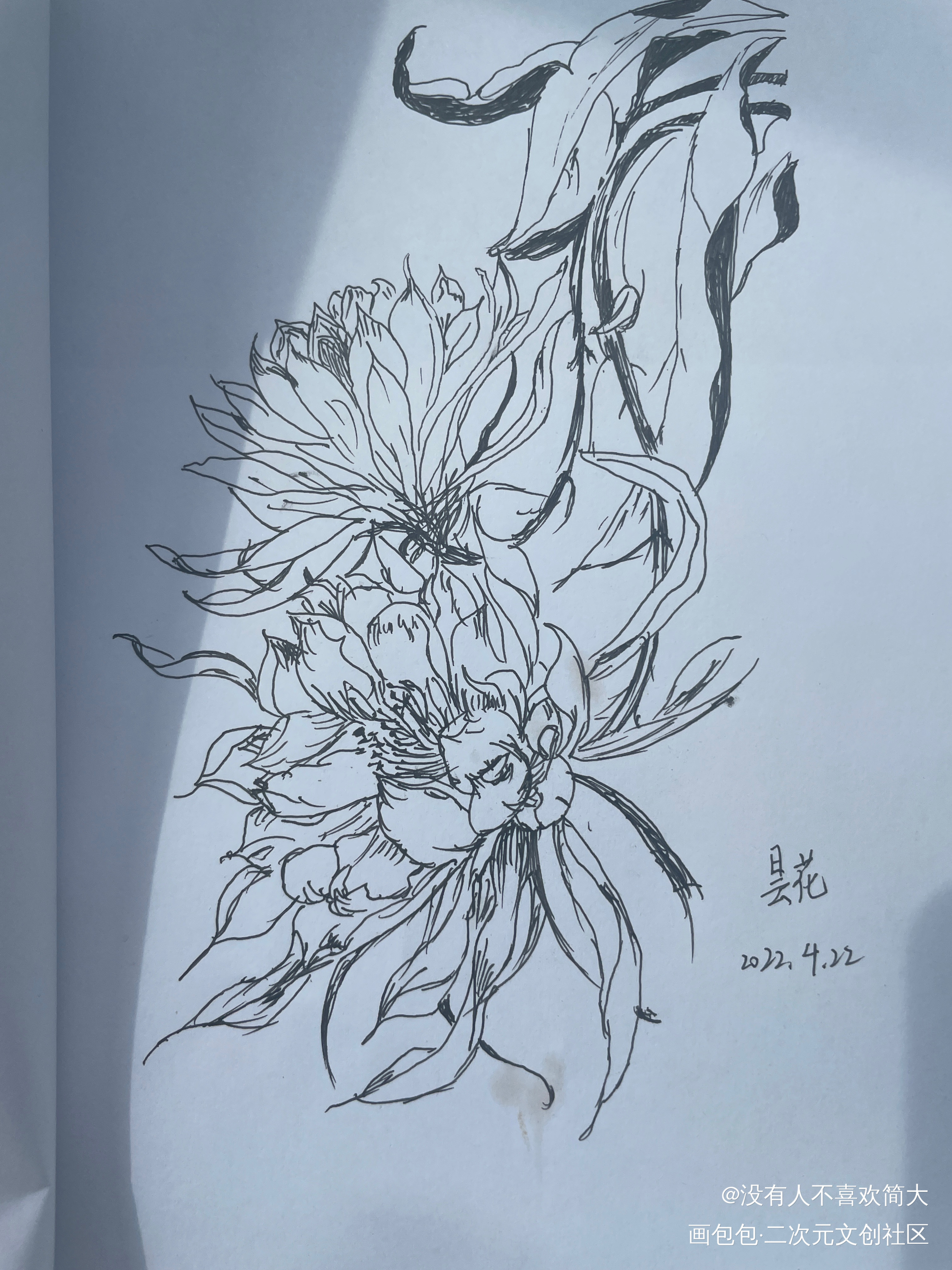 昙花_手绘绘画作品