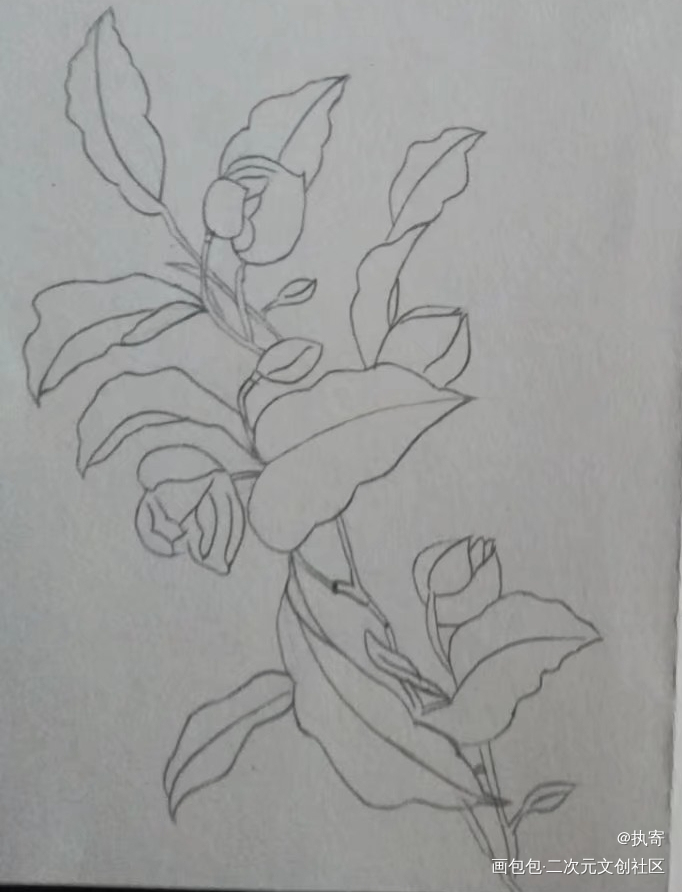 含苞待放_黑白简笔绘画作品