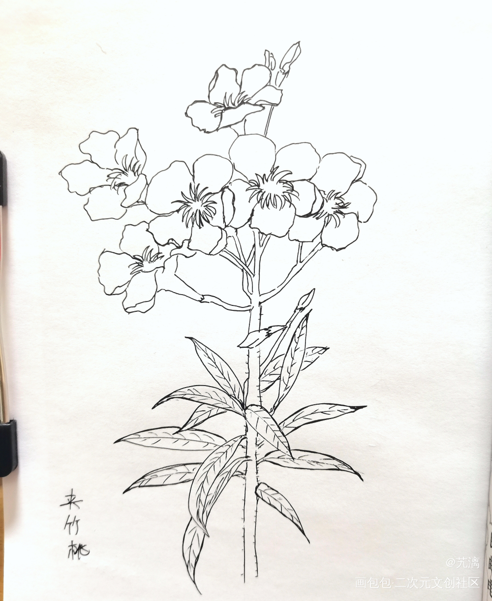 夹竹桃_手绘临摹绘画作品
