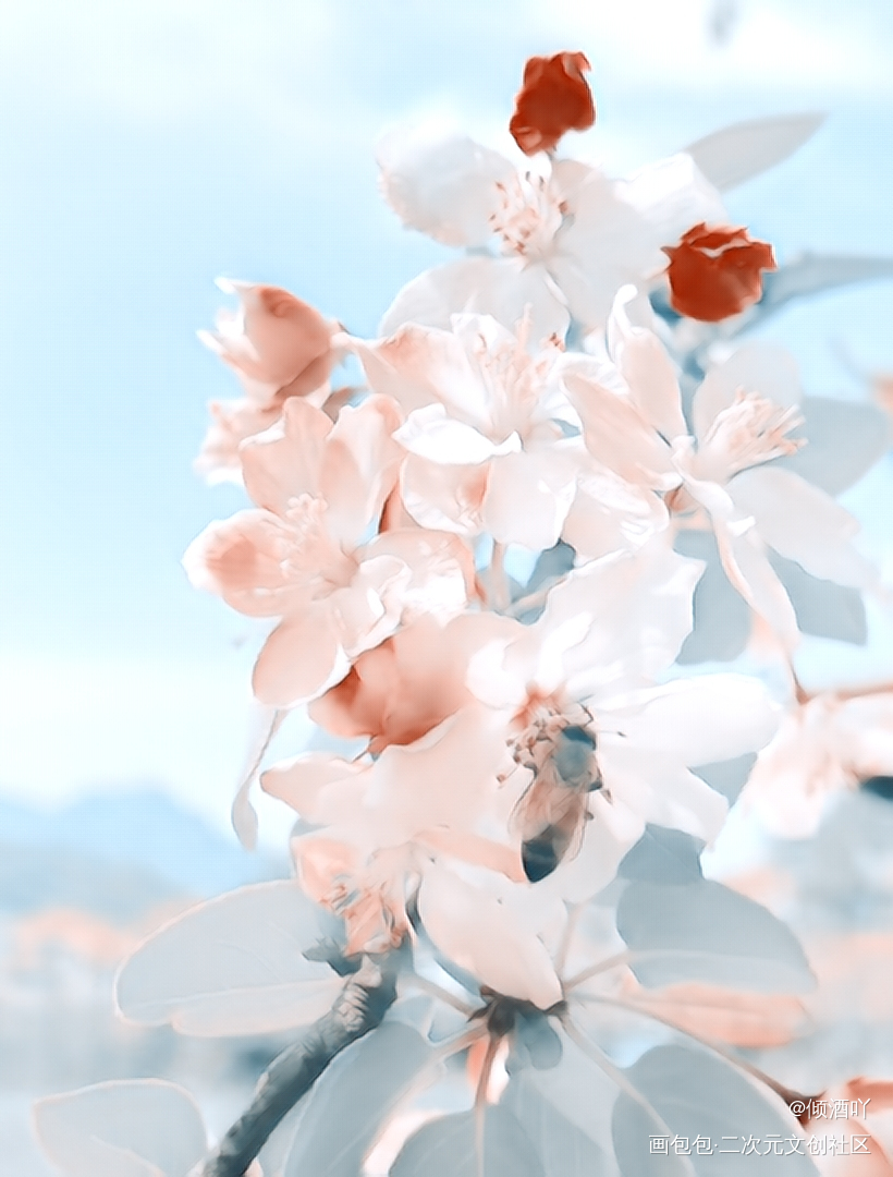 海棠_板绘涂绘画作品