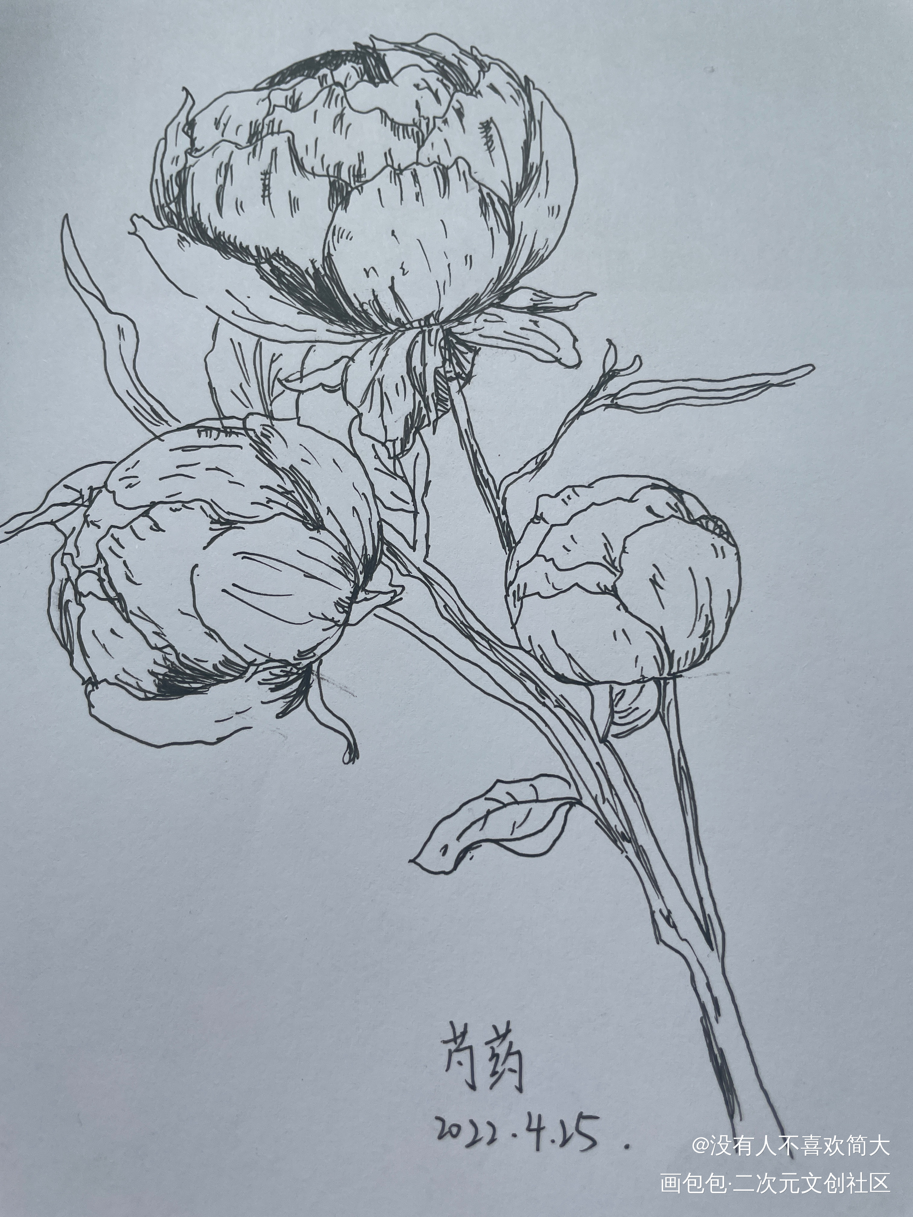 赤芍简笔画图片