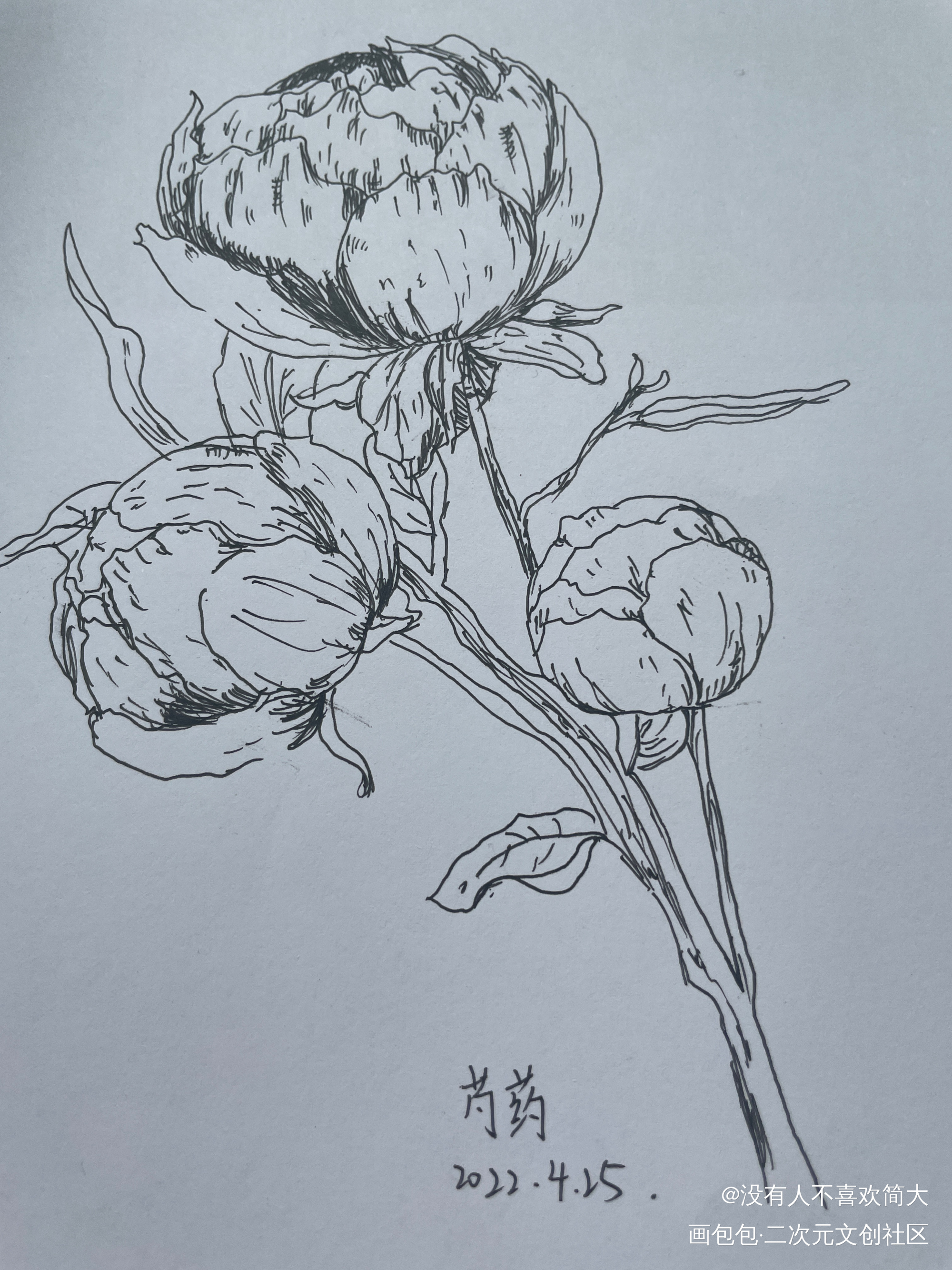 芍药_手绘绘画作品