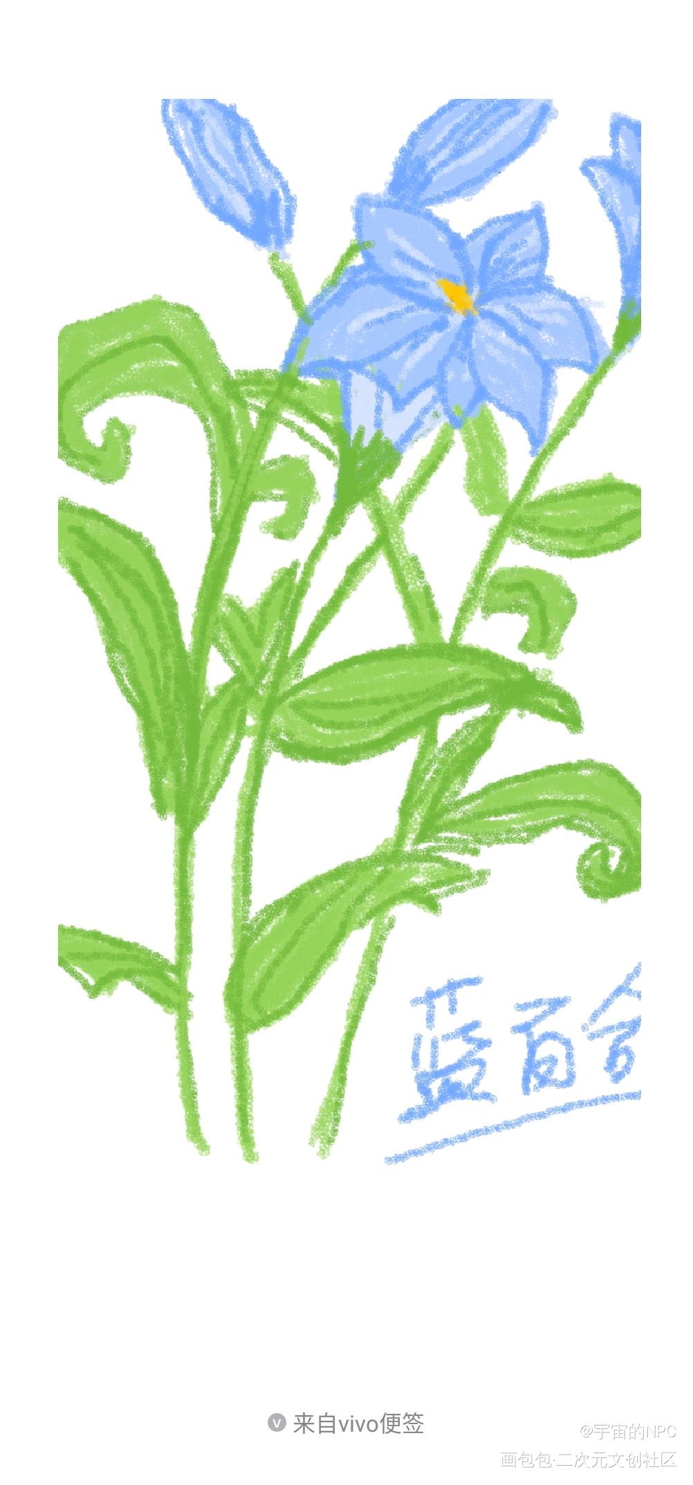 Day3蓝百合!_百合花绘画作品
