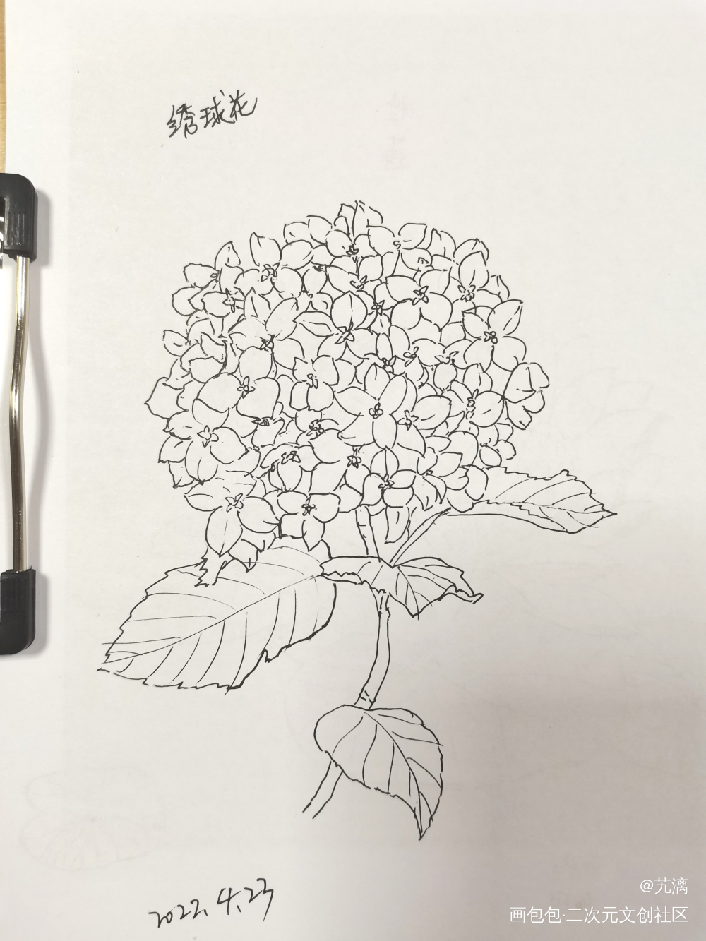 绣球花_手绘临摹绘画作品