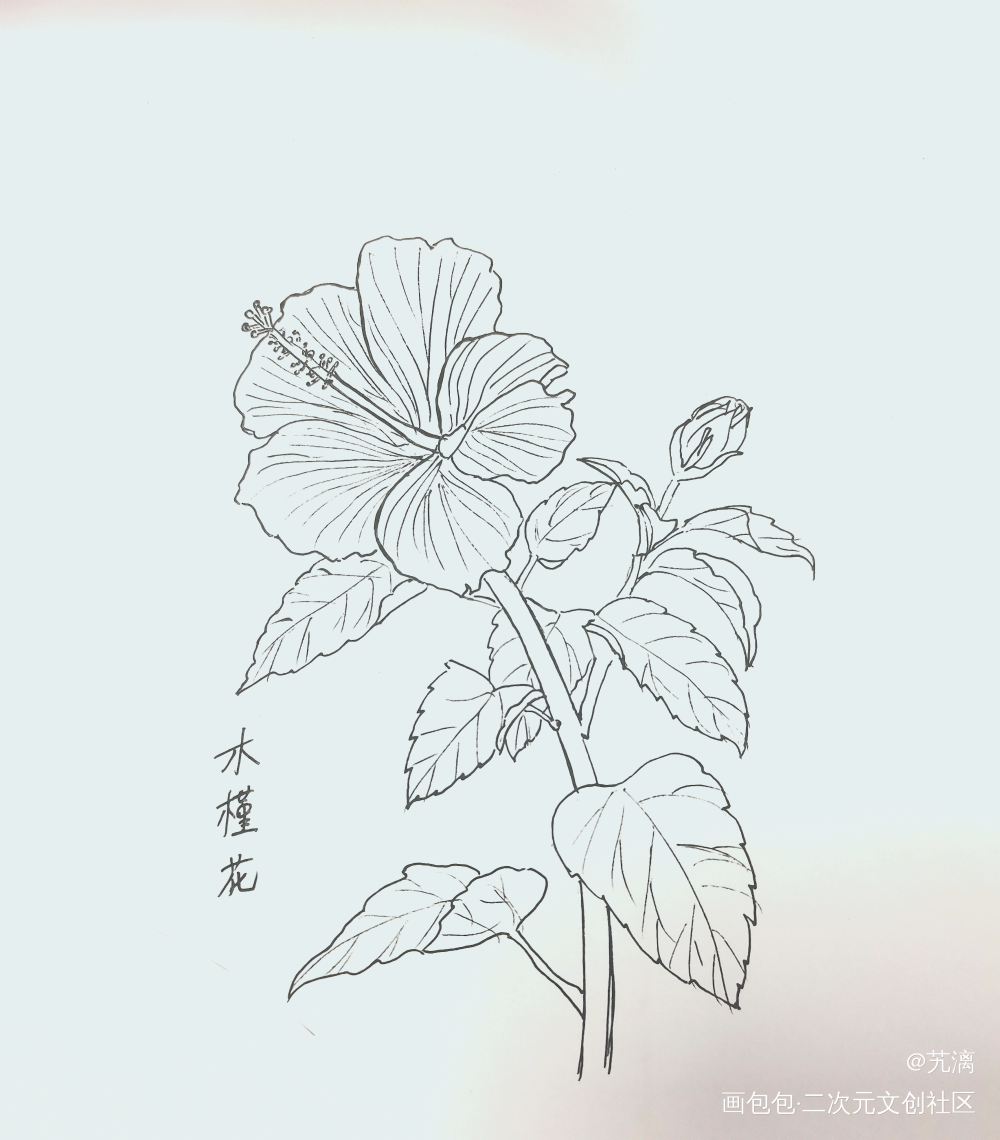 木槿花_手绘临摹绘画作品