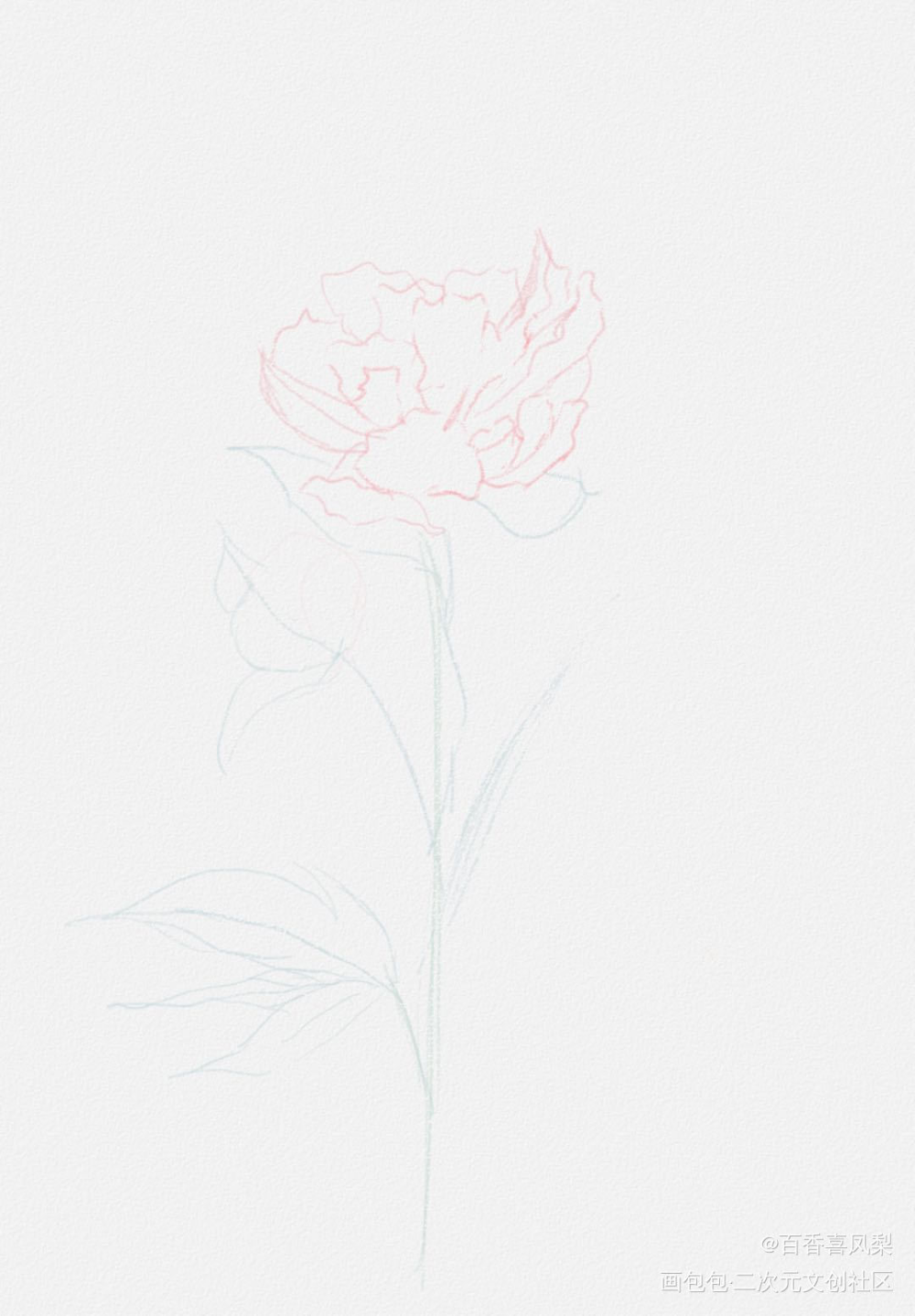 芍药_铅笔绘画作品