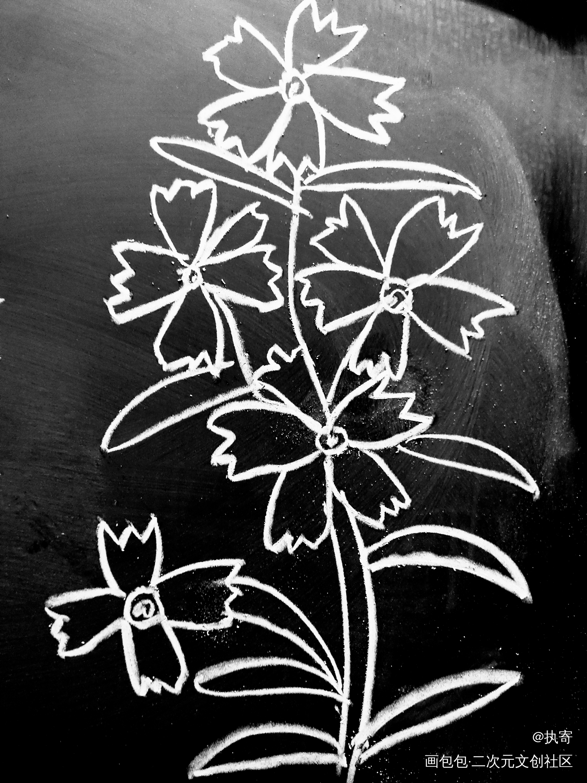 春日的花_黑白简笔绘画作品
