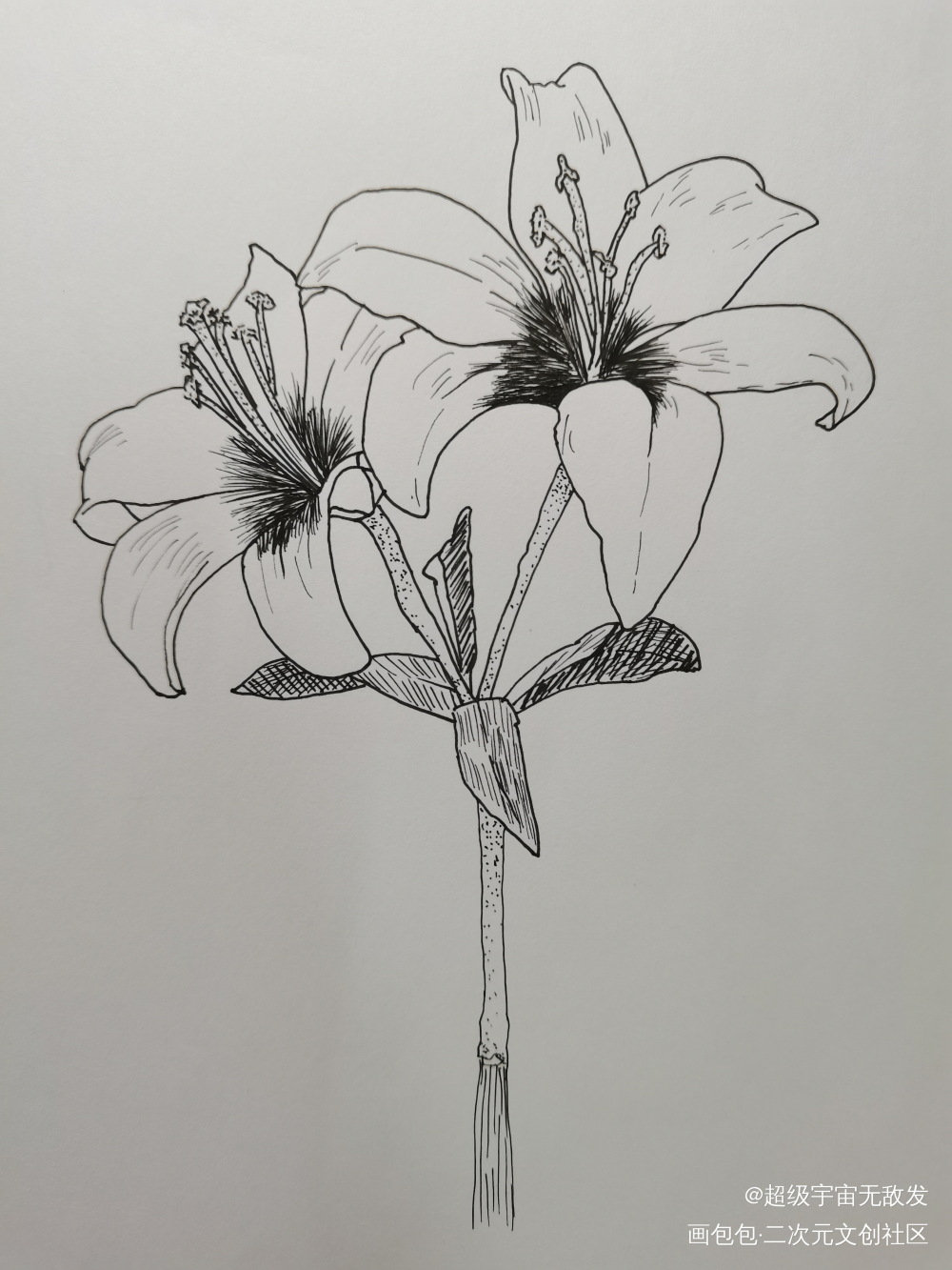 打卡5_钢笔画绘画作品
