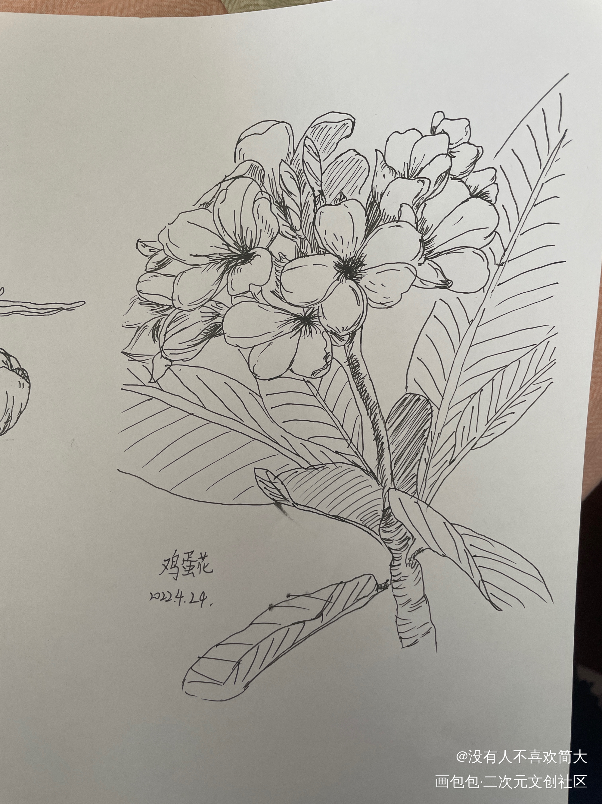 鸡蛋花_手绘绘画作品