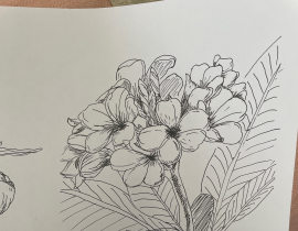 鸡蛋花_绘画作品