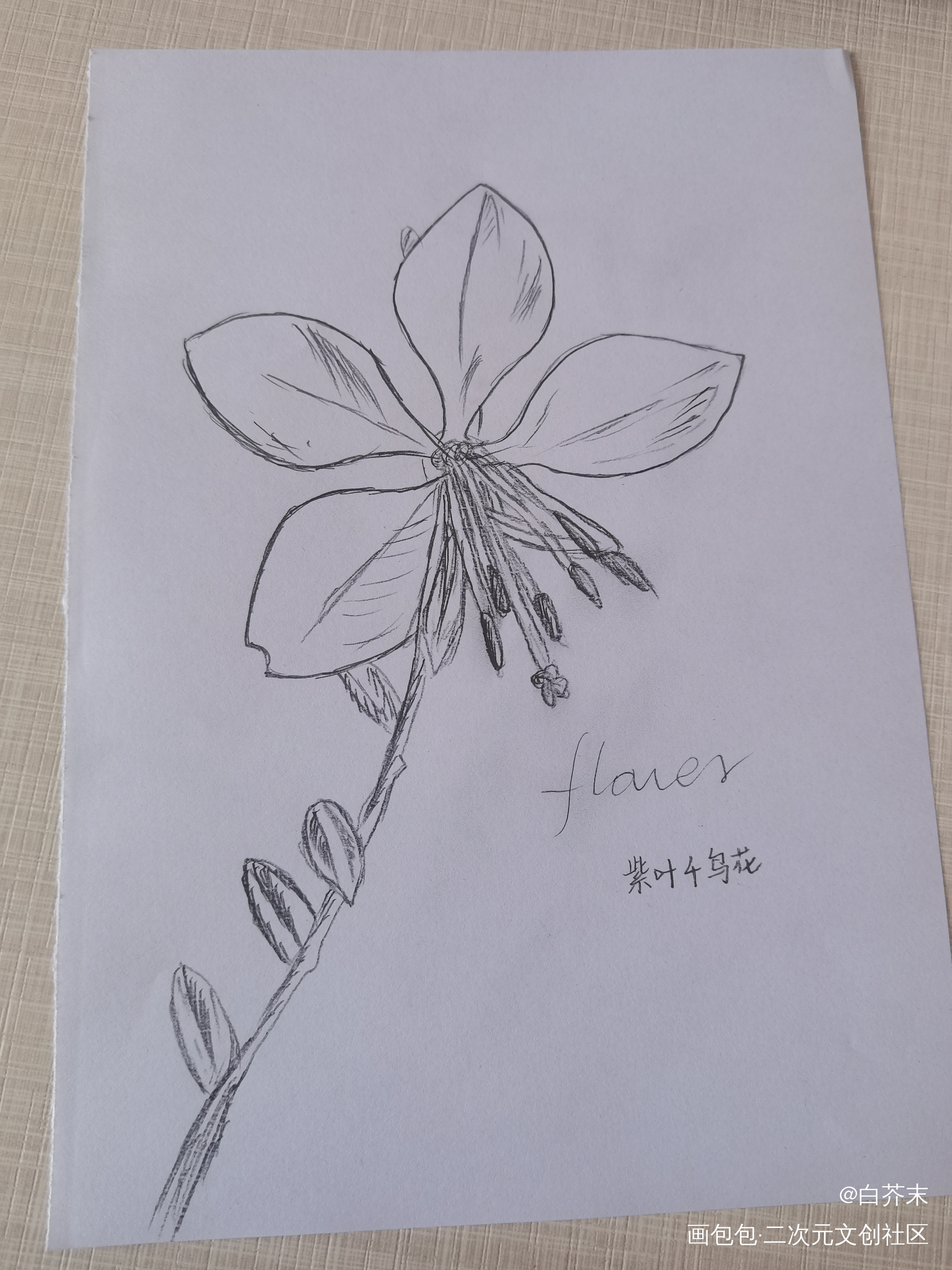 花花_铅笔绘画作品
