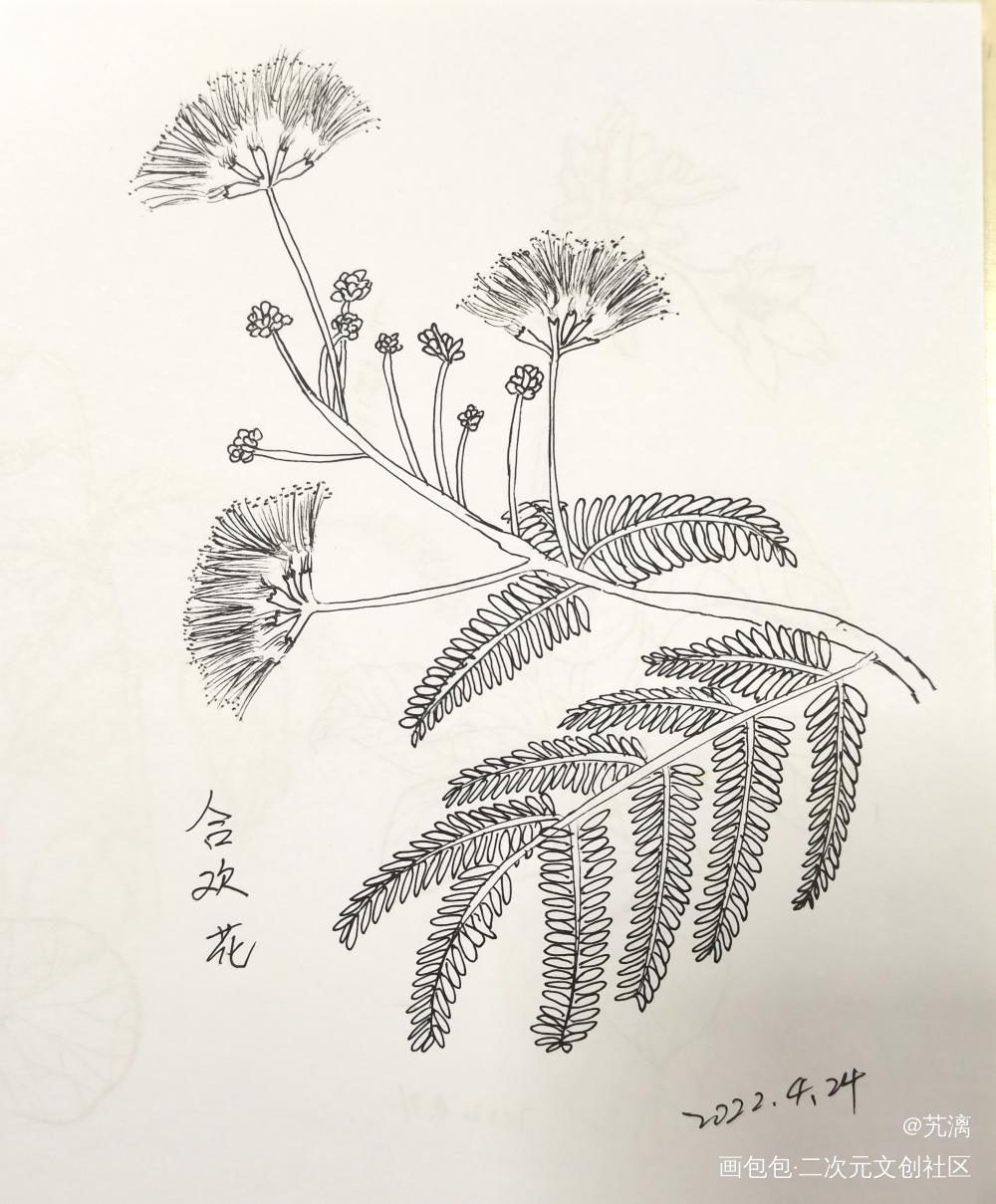 合欢花_手绘临摹绘画作品