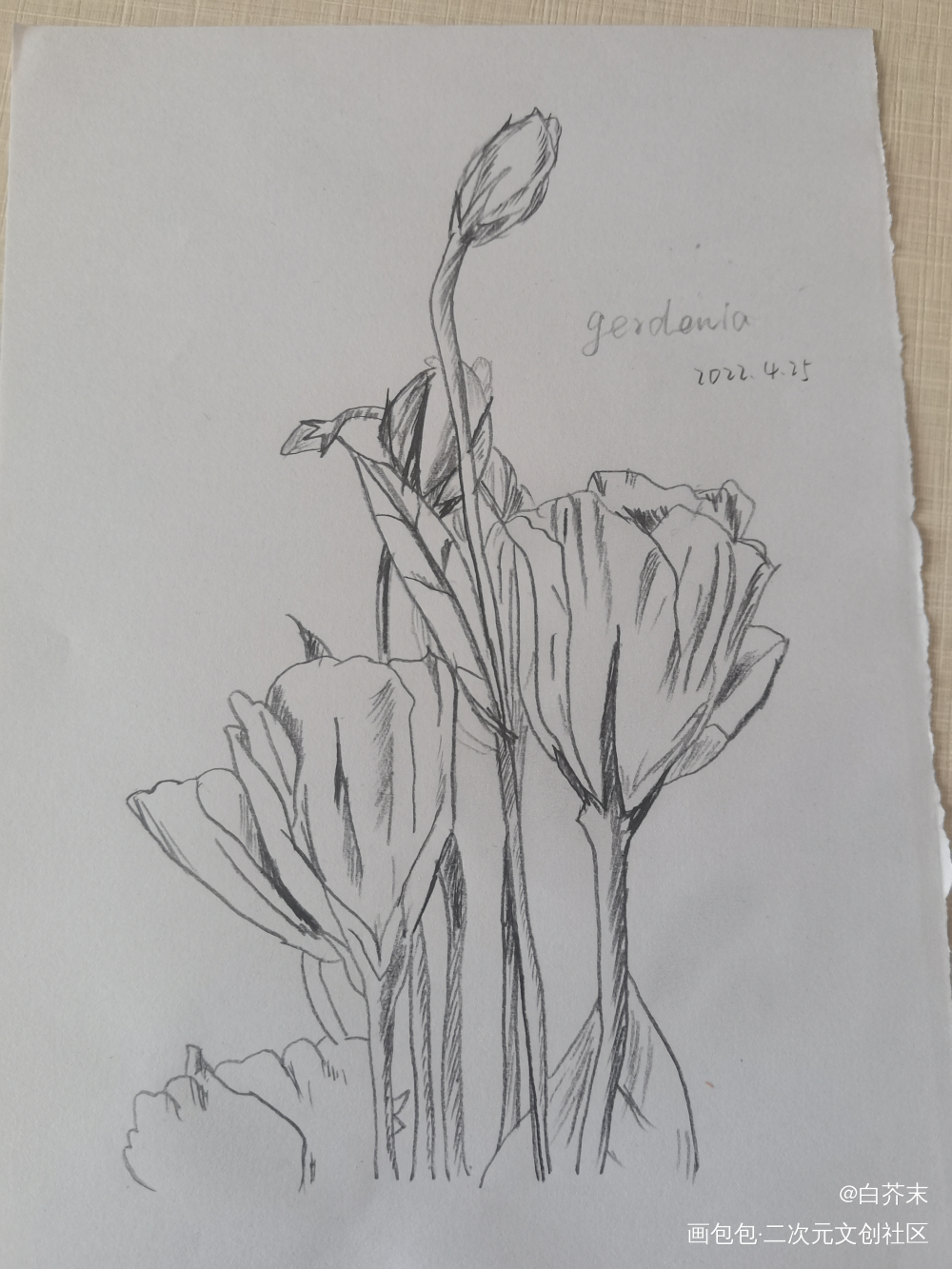 栀子花_铅笔绘画作品