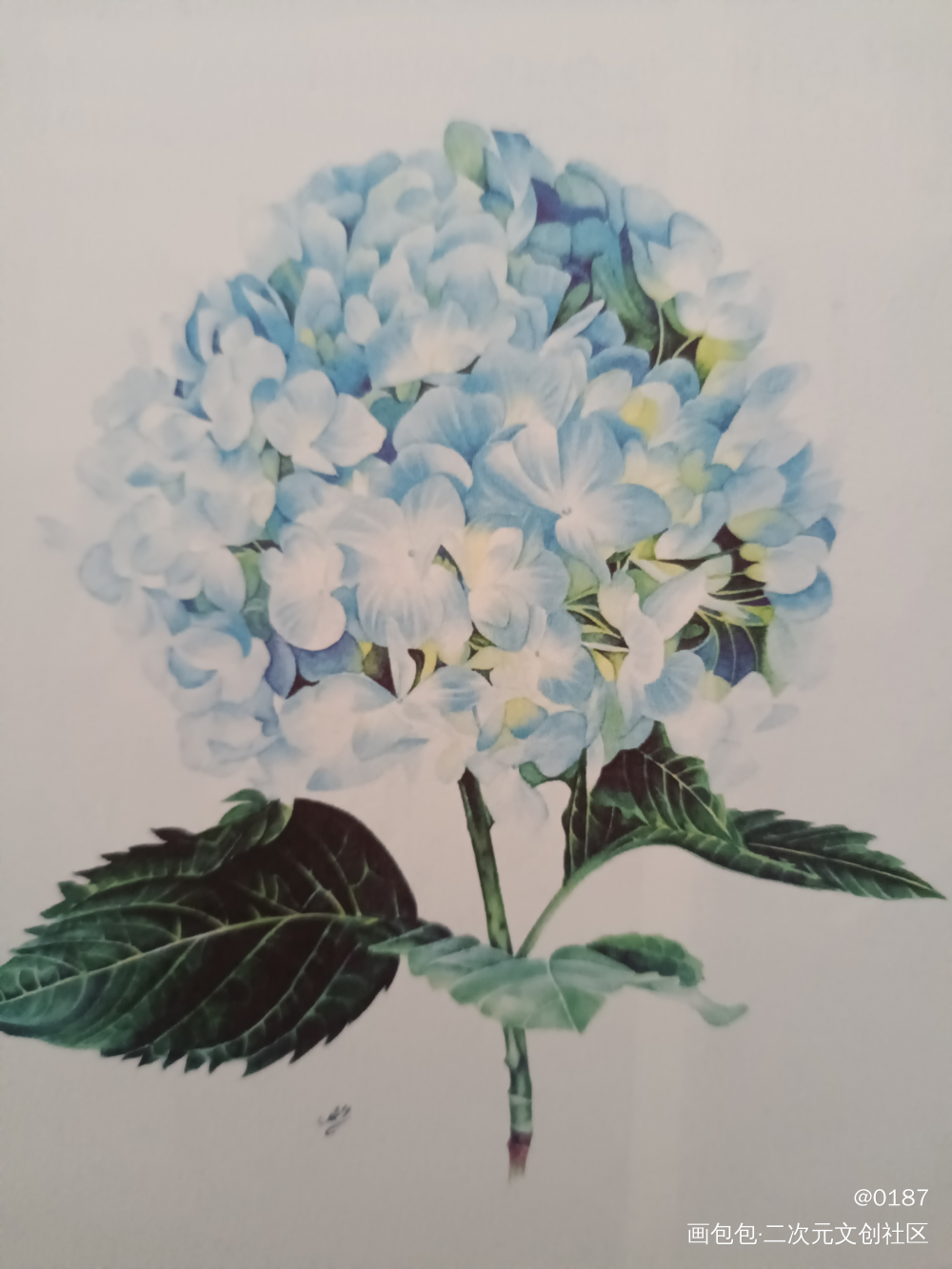 _摸鱼页手绘水彩绘画作品