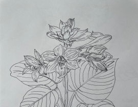 含笑_绘画作品