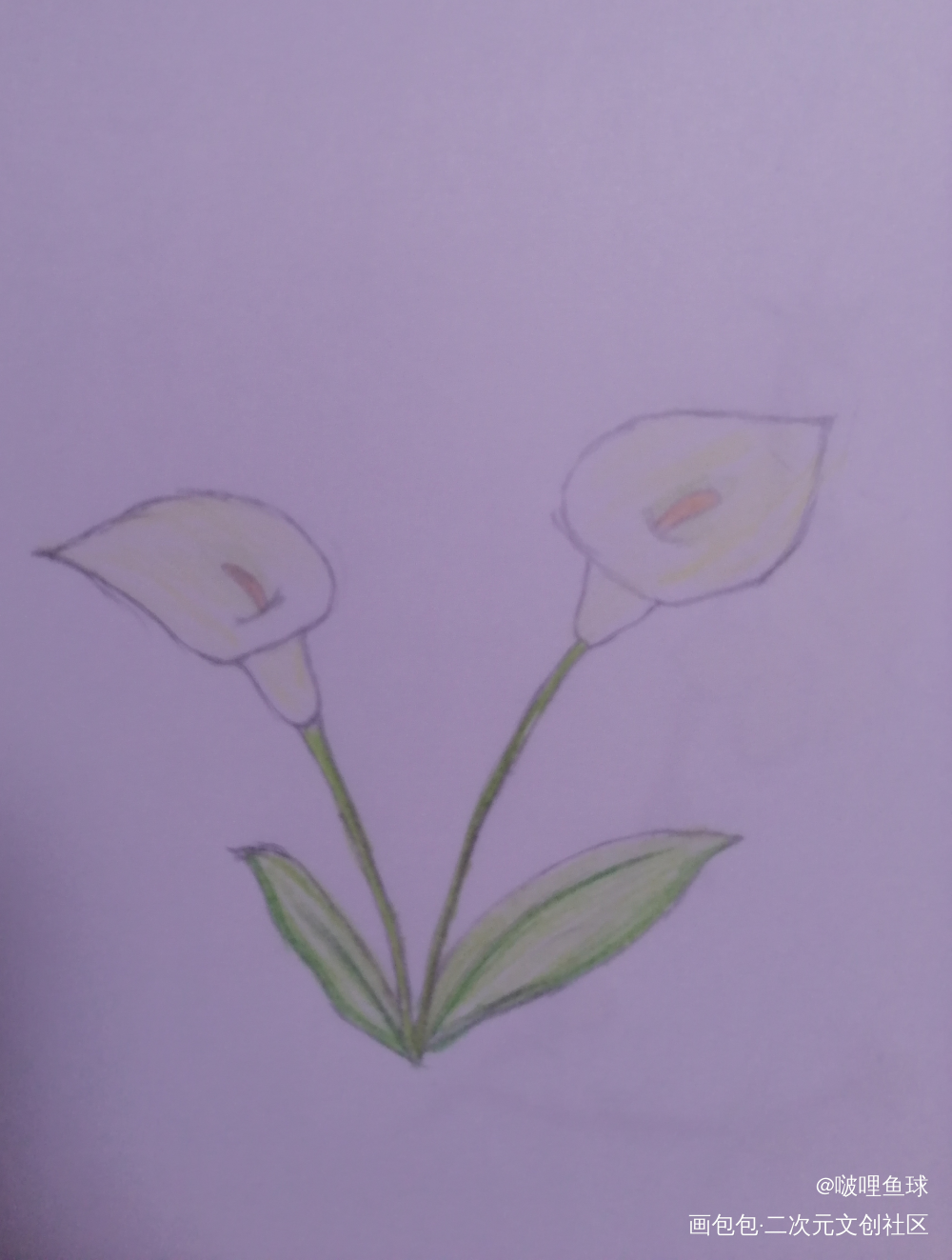 马蹄莲_铅笔绘画作品