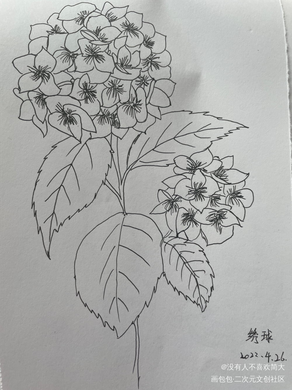 绣球_手绘绘画作品