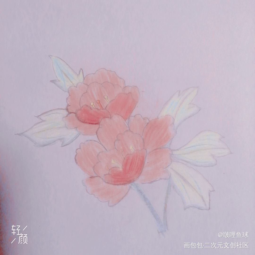 牡丹_铅笔绘画作品