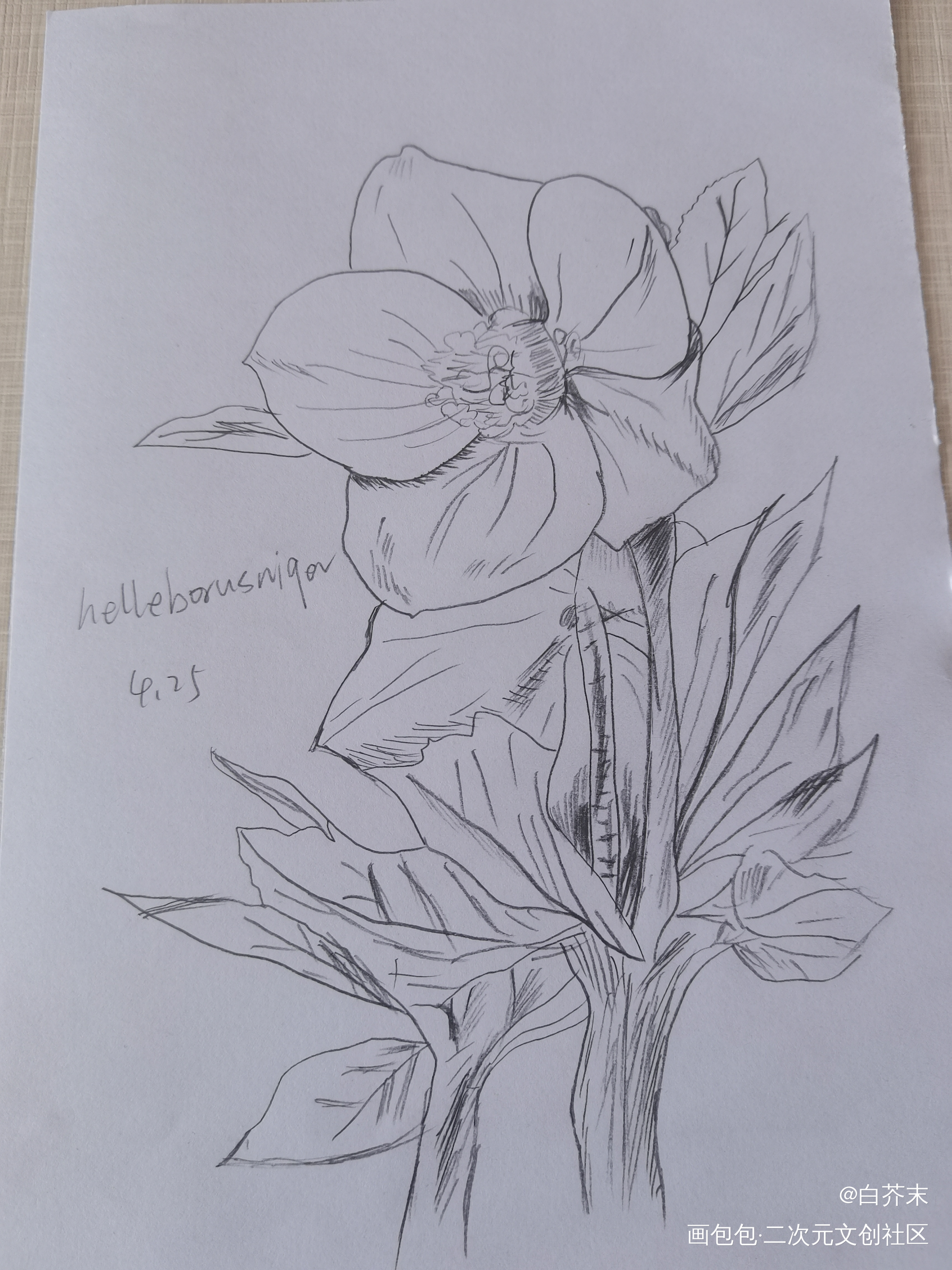 圣诞玫瑰，是花花_铅笔绘画作品