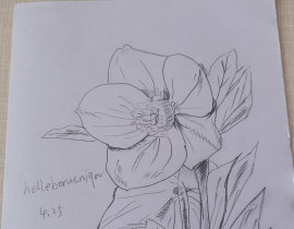 圣诞玫瑰，是花花_绘画作品