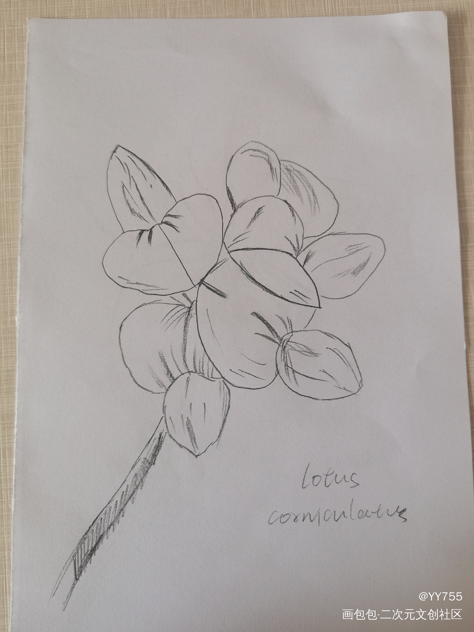 花花_铅笔绘画作品