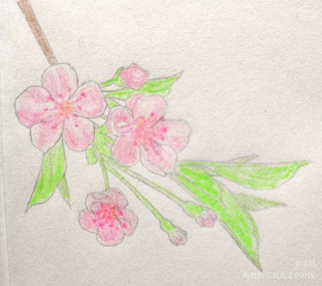 Day14 樱花_彩铅手绘绘画作品